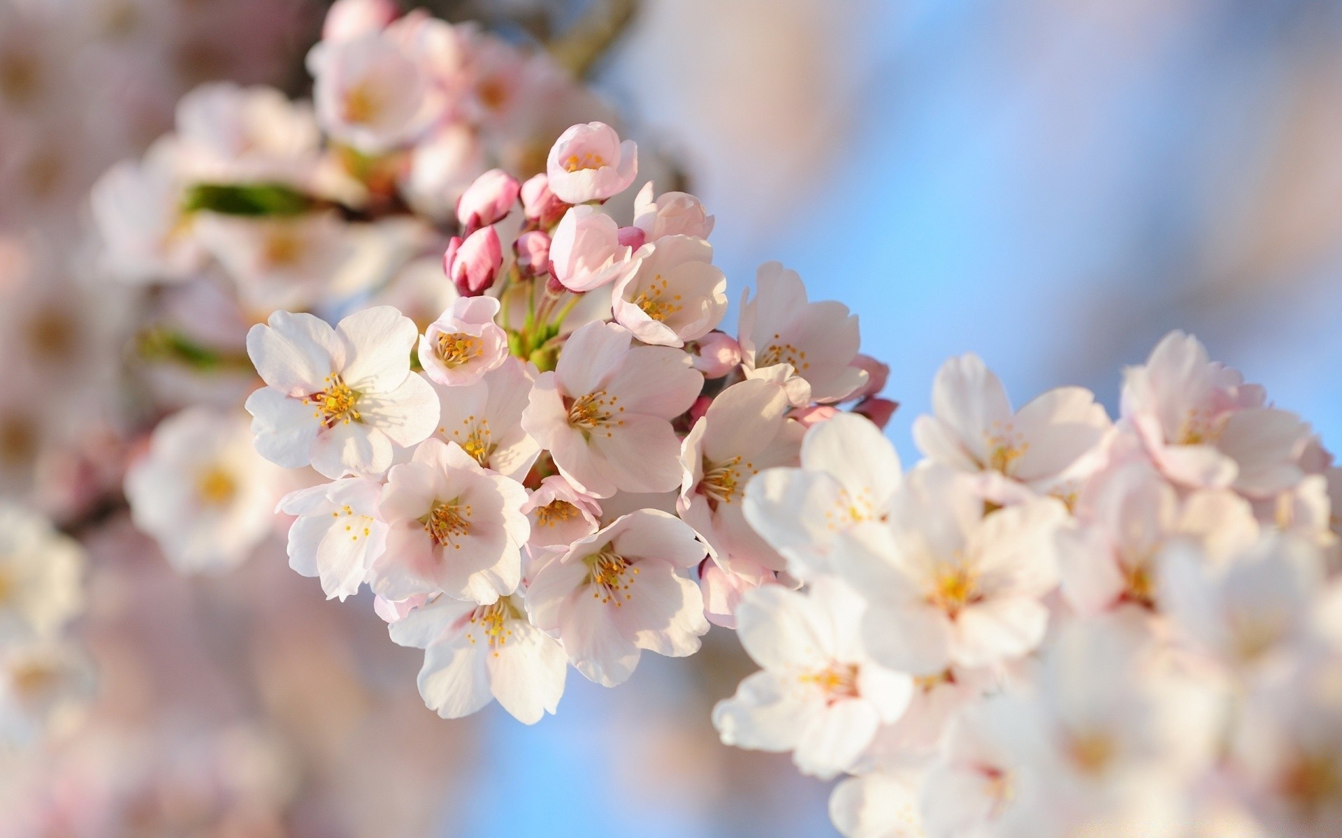 Цветы на ветках вишни, весенняя природа - обои на рабочий стол