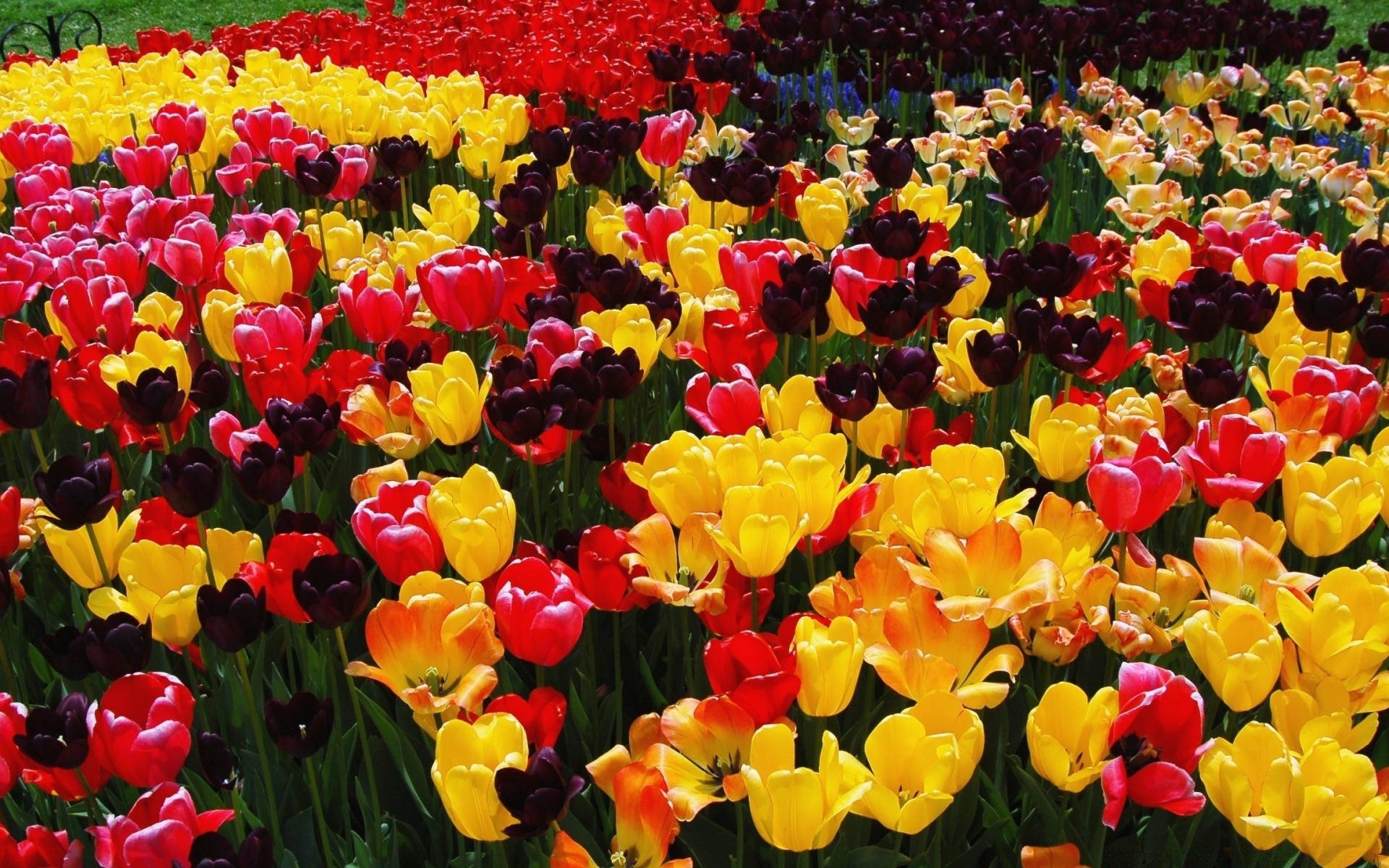 frühling tulpe blume garten natur flora feld farbe hell blumen blatt blütenblatt sommer blühen hell jahreszeit wachstum im freien gutes wetter park