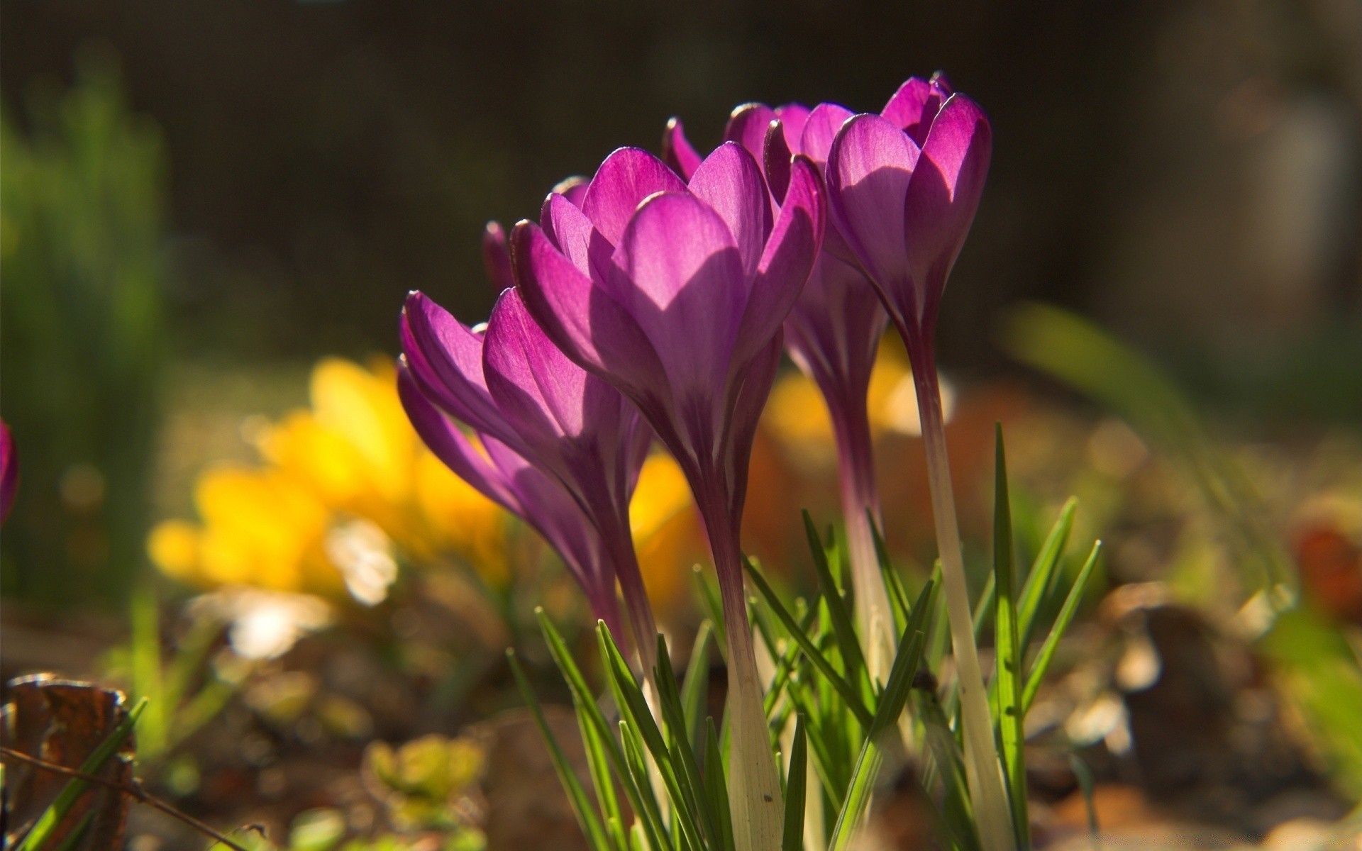 primavera natura fiore flora giardino foglia estate crescita colore brillante erba all aperto bel tempo petalo stagione pasqua campo floreale fiore tulipano