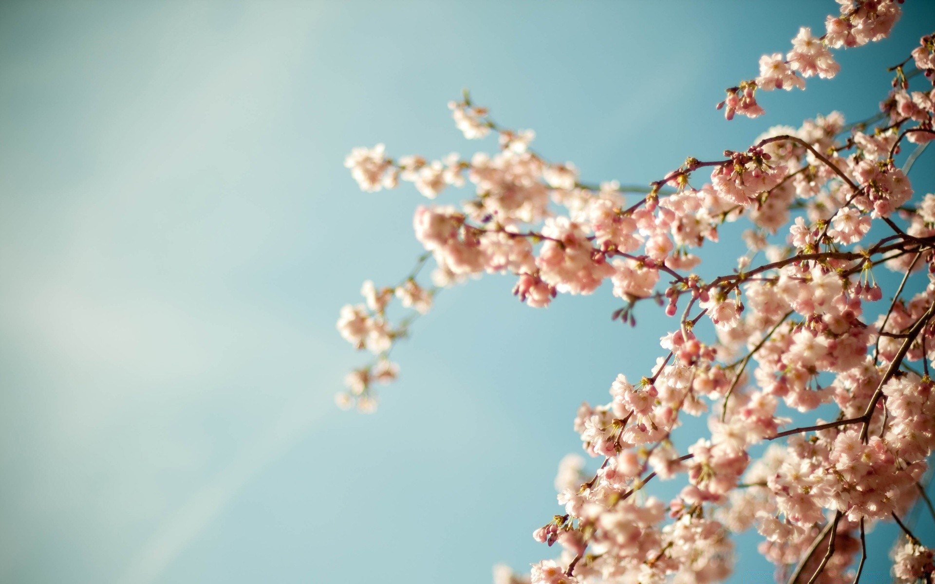 frühling natur blume zweig kirsche baum blatt himmel im freien blauer himmel winter flora wachstum gutes wetter hell sommer kumpel sonne