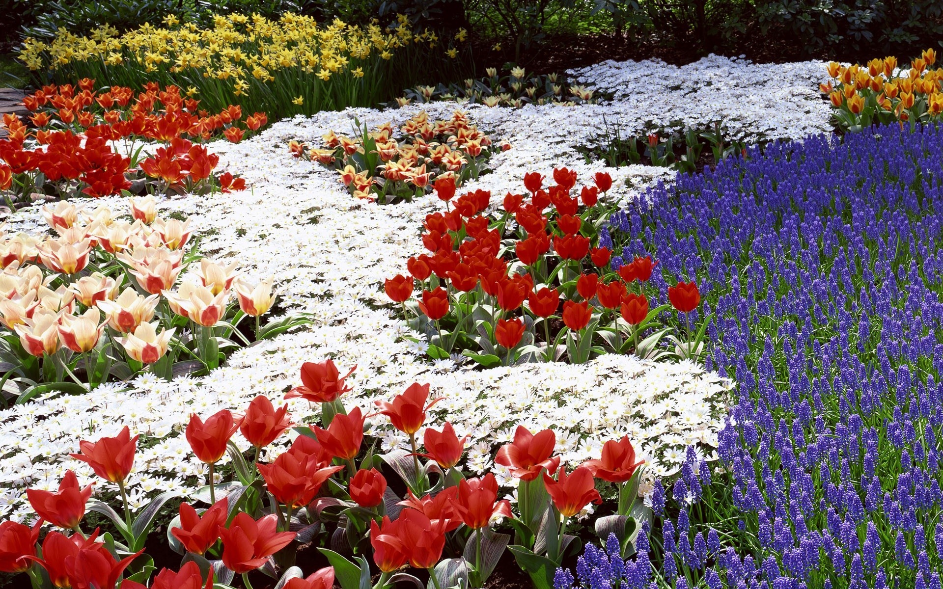 bahar çiçek bahçe doğa flora çiçek açan çiçek lale sezon taçyaprağı yaprak tarla yaz renk park saman büyüme açık havada bahar yatak