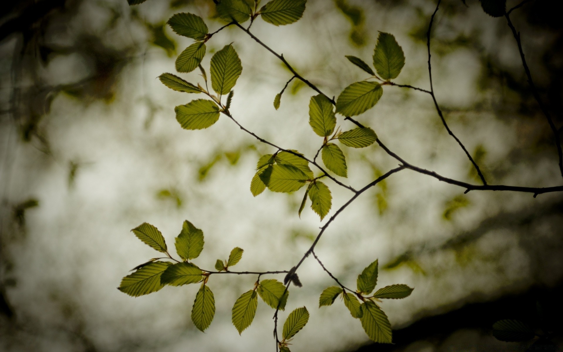 spring leaf tree flora nature desktop wood branch light growth outdoors fall bright color close-up garden abstract texture flower summer