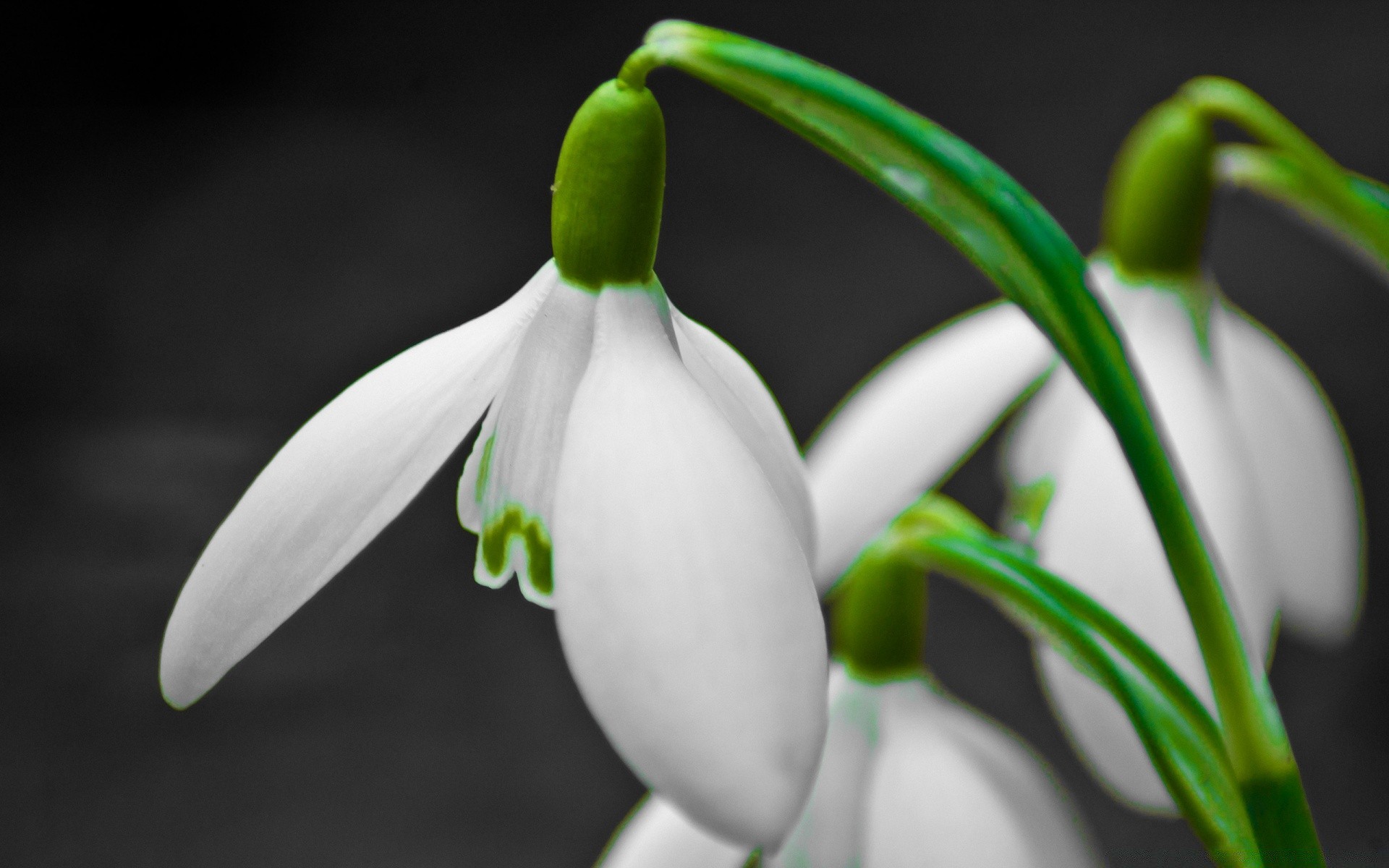 primavera natura fiore foglia flora crescita all aperto sfocatura giardino buccia compagno natura morta