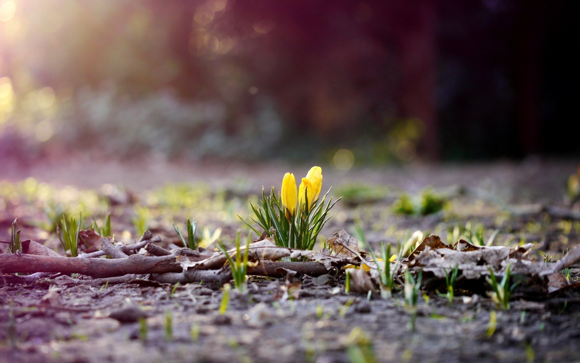 frühling natur blume garten blatt erde flora im freien gras saison blühen sommer park feld farbe gutes wetter sonne blumen holz landschaft