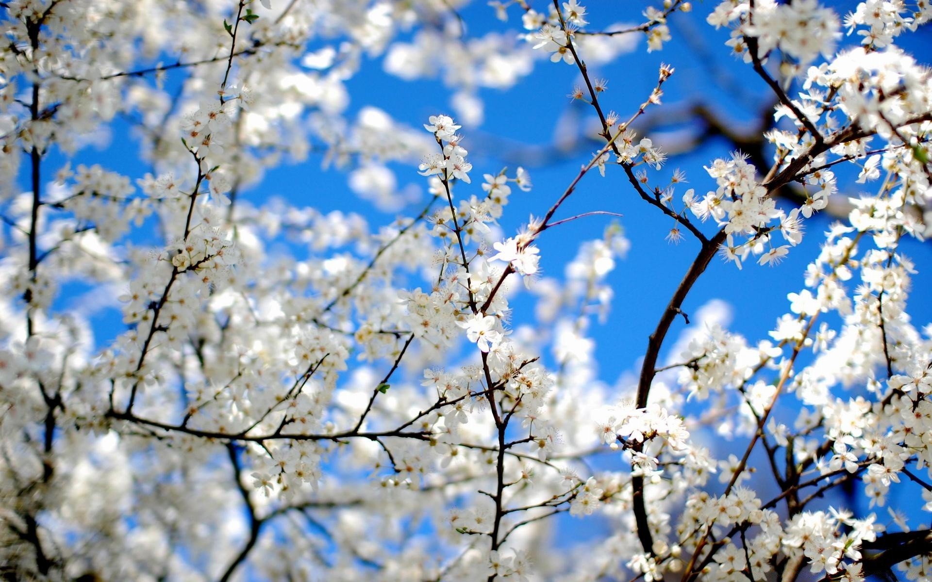 primavera ciliegio albero fiore ramo stagione mela prugna primavera flora natura compagno petalo fiore albicocca albero da frutto crescita floreale soleggiato parco luminoso