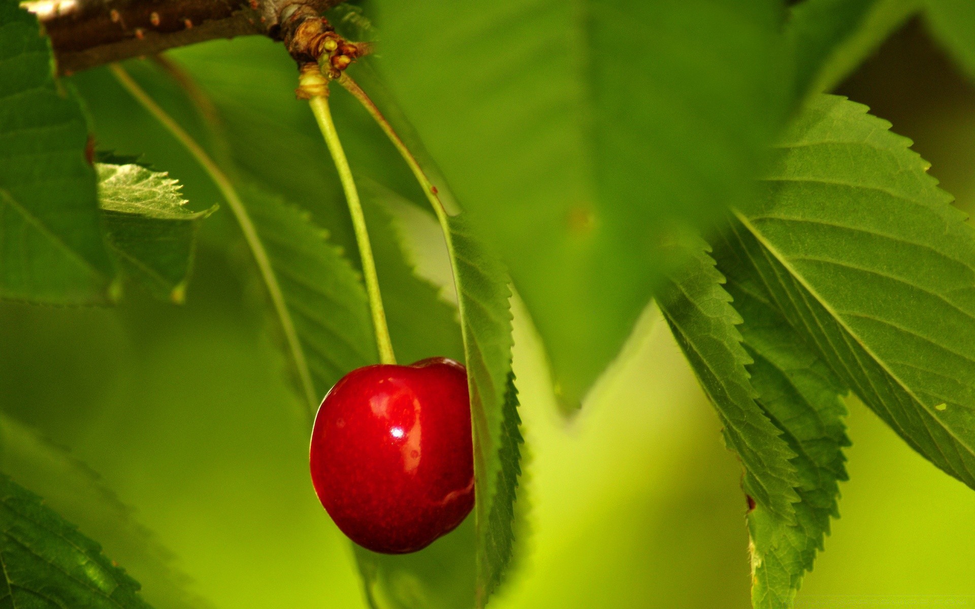 wiosna liść natura lato ogród na zewnątrz drzewo flora