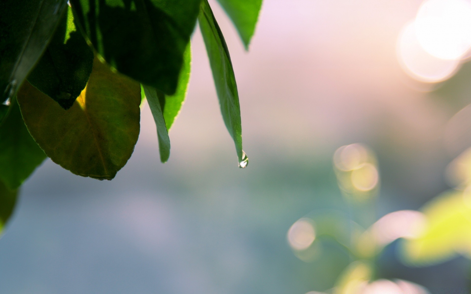 wiosna liść natura rozmycie flora wzrost lato ogród jasny na zewnątrz kolor dobra pogoda światło drzewo