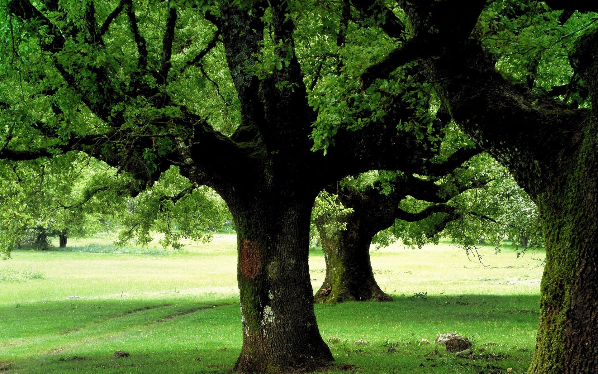 primavera árvore paisagem natureza parque folha tronco ramo madeira ambiente carvalho flora grama temporada ao ar livre verão outono