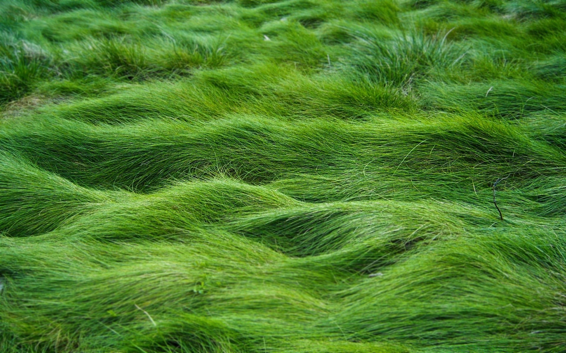 bahar doku desen doğa masaüstü soyut çimen yakın çekim halı flora yemyeşil renk yün büyüme ekoloji kumaş yanında çevre tarım parlak