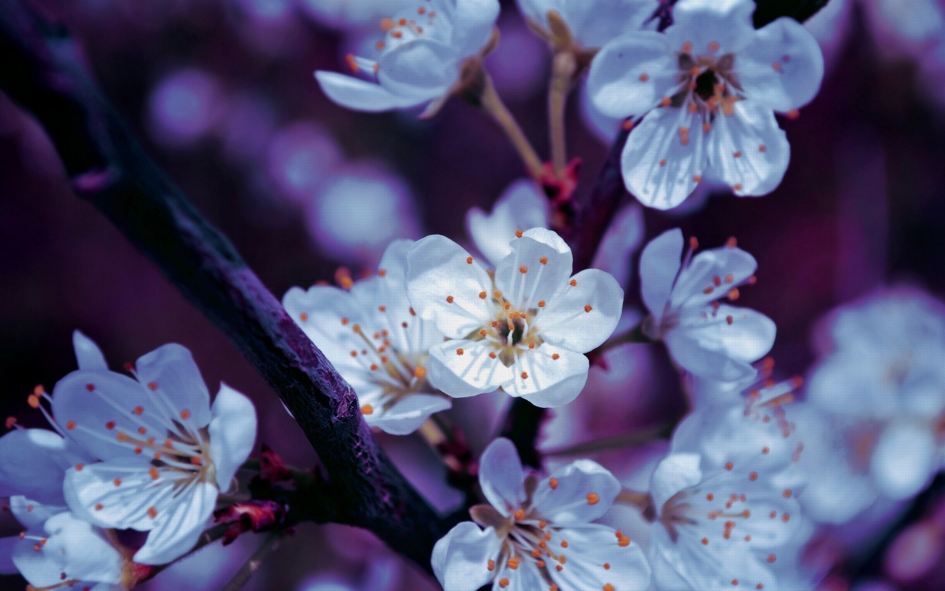 wiosna kwiat wiśnia natura flora płatek oddział drzewo plum ogród jabłko kolego bluming wzrost sezon kwiatowy liść kolor wiosna piękne