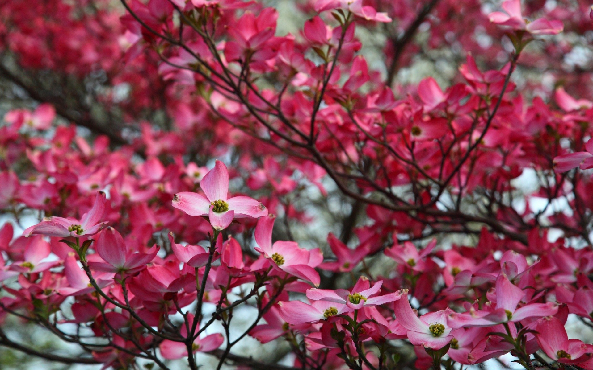 printemps nature fleur jardin flore feuille branche arbre saison croissance lumineux à l extérieur été couleur parc pétale bluming gros plan arbuste beau temps