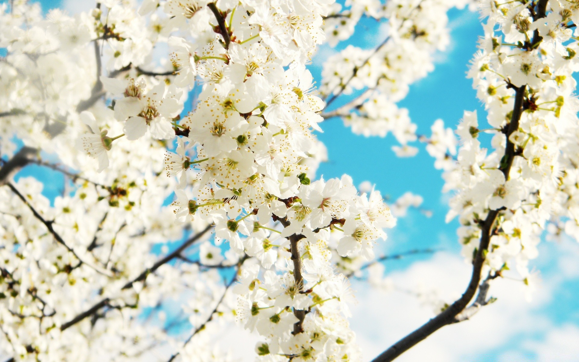 frühling kirsche blume zweig baum natur saison pflaumen apfel kumpel flora wachstum frühling hell aprikose blühen sanft gutes wetter blütenblatt im freien