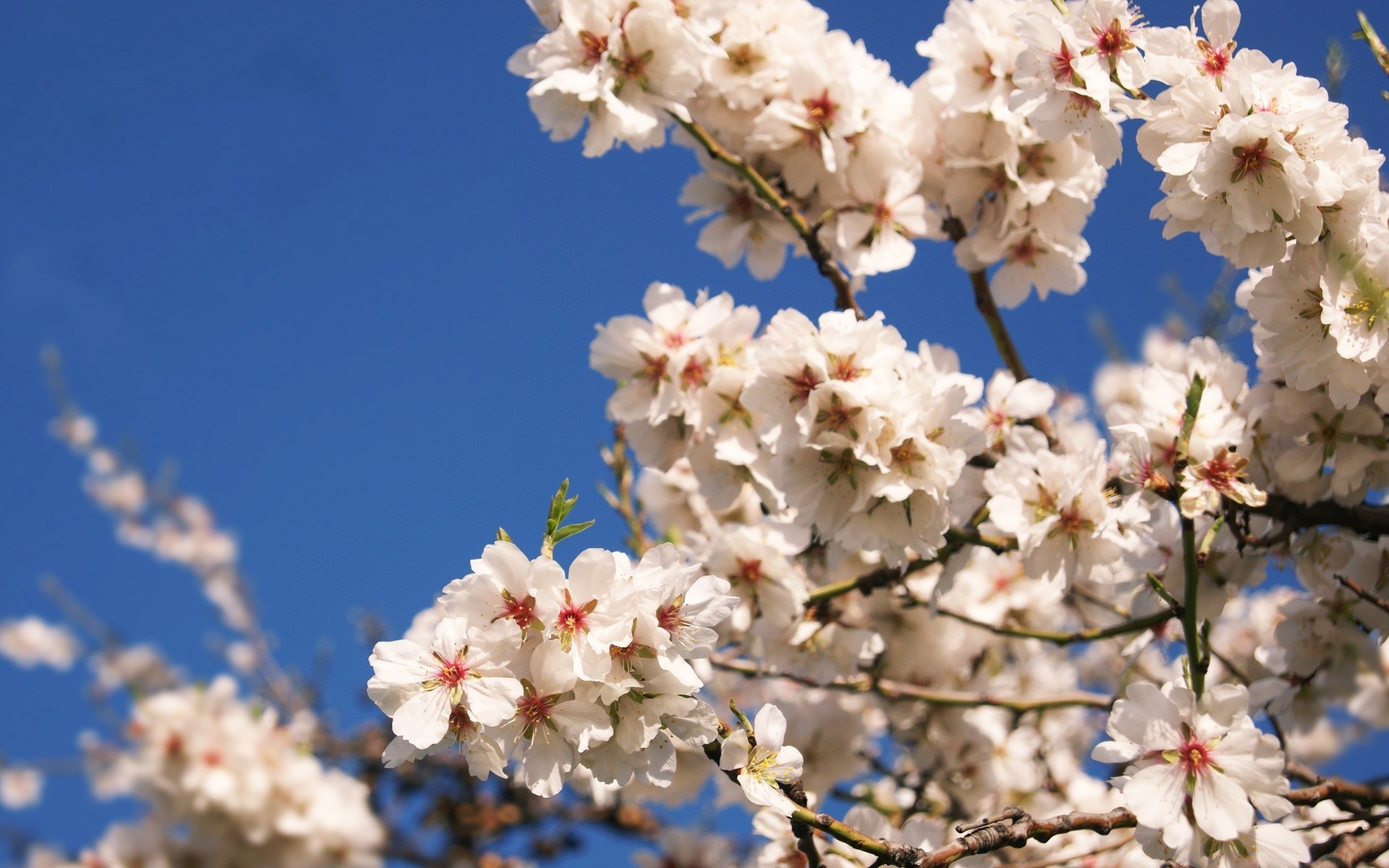 frühling kirsche blume zweig baum natur flora saison apfel blühen frühling pflaume kumpel wachstum blütenblatt garten aprikose floral hell schließen