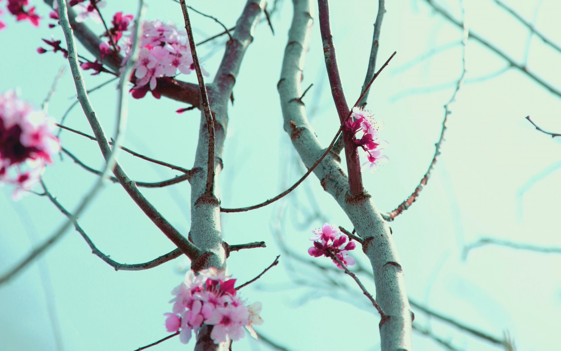 spring flower cherry branch tree nature flora season blooming color close-up bud winter blur apple garden leaf outdoors