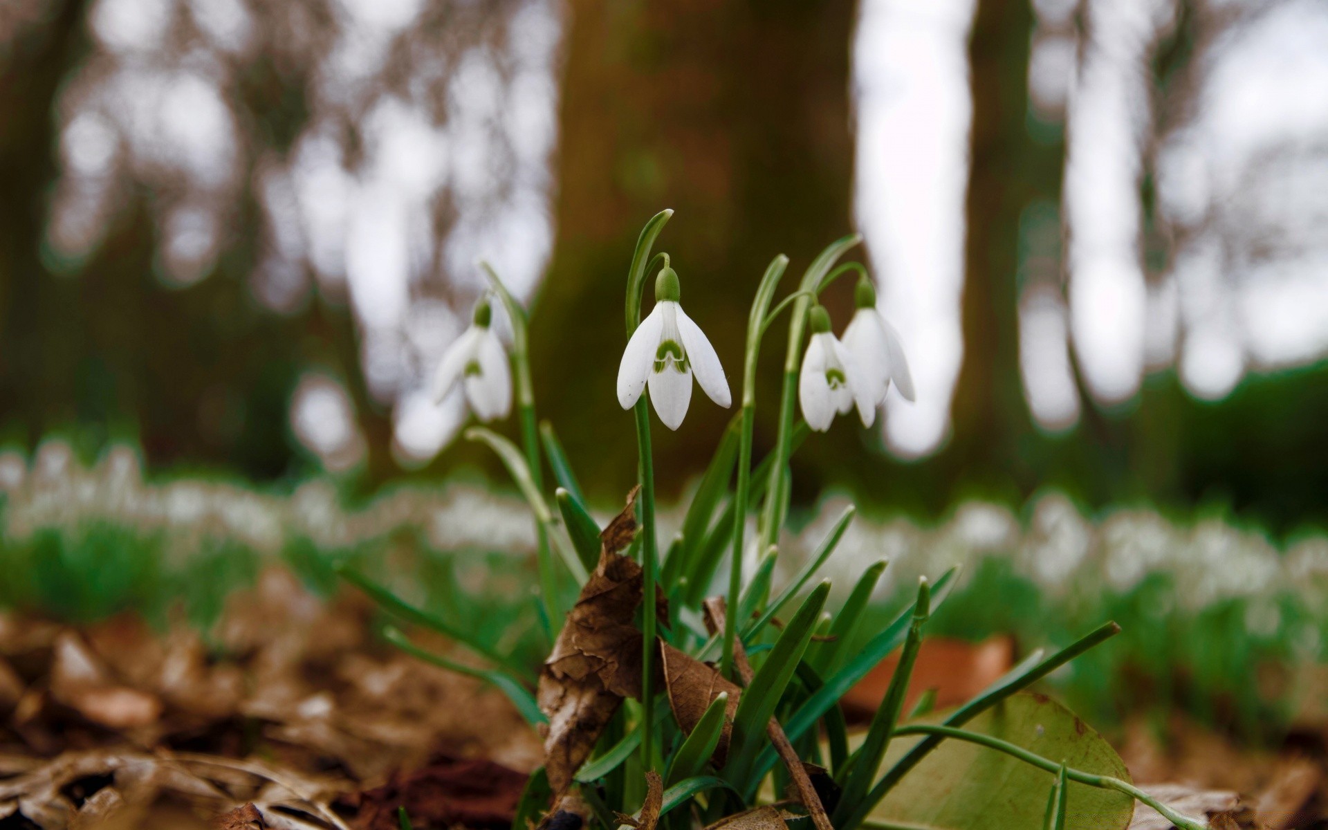 wiosna natura liść trawa kwiat drewno flora na zewnątrz sezon ogród wzrost park dobra pogoda drzewo świt zbliżenie kolor