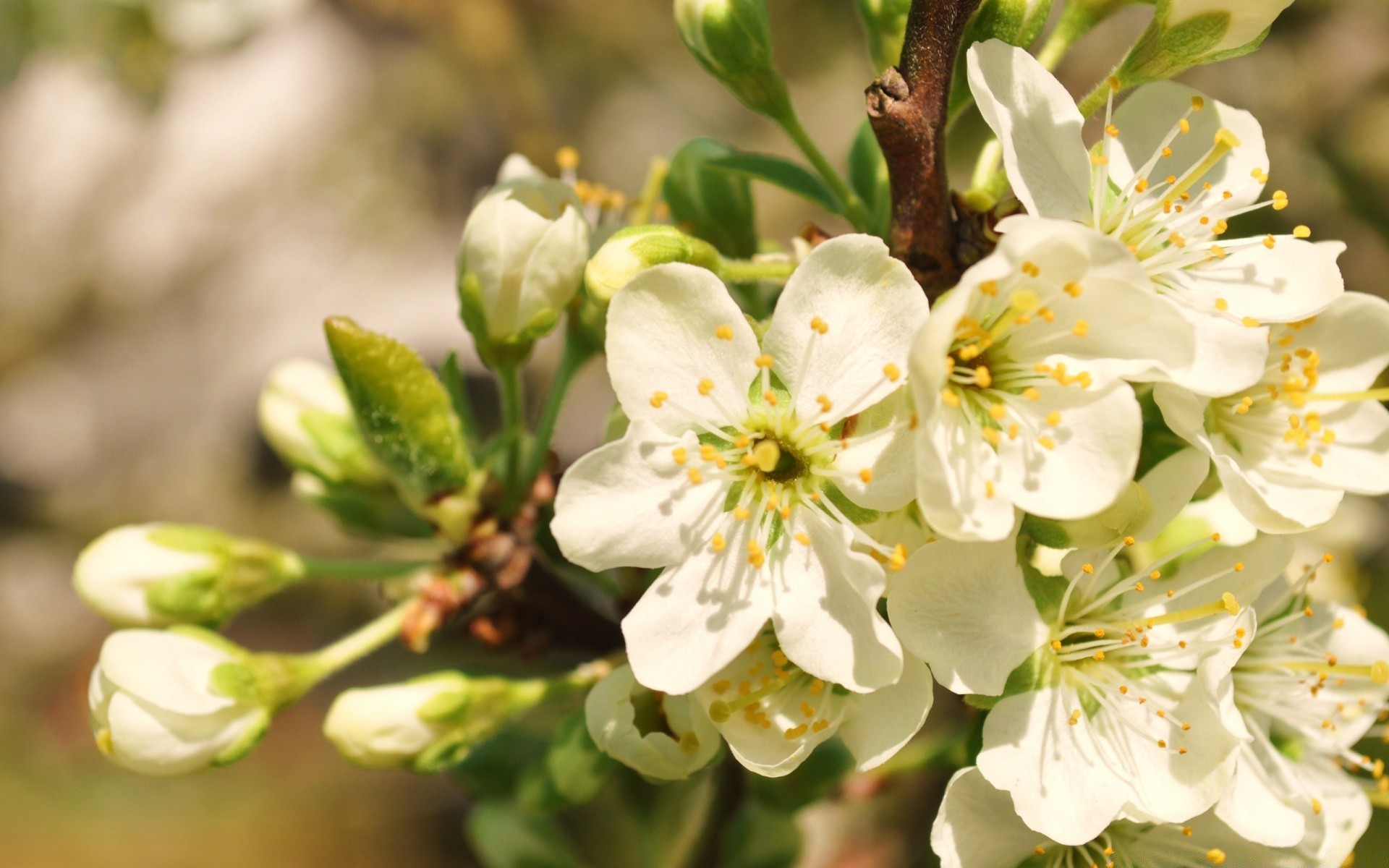 bahar çiçek doğa kiraz flora elma yaprak açık havada ağaç çiçeklenme şube büyüme dostum bahçe taçyaprağı çiçek erik yaz güzel hava sezon