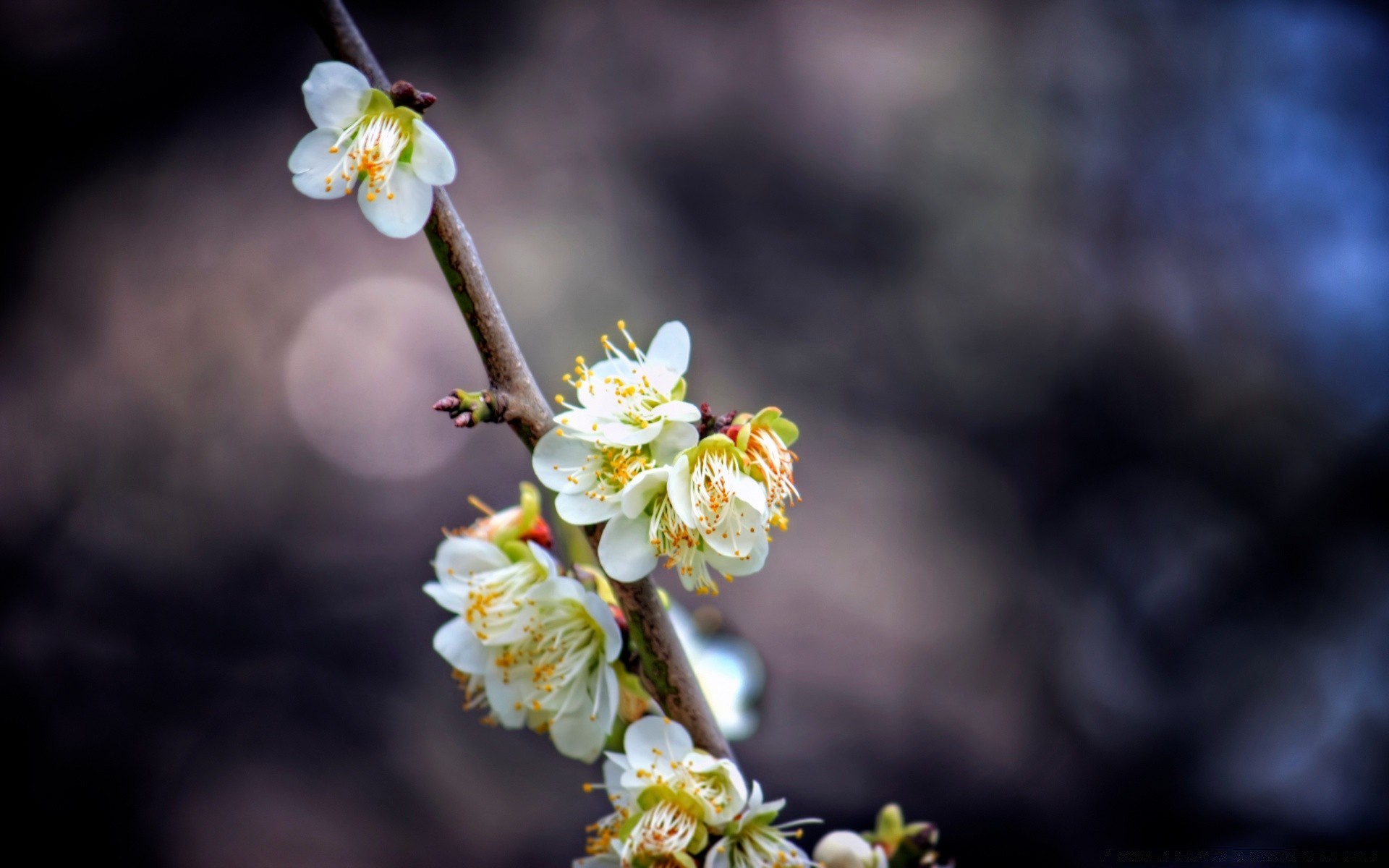 spring flower nature tree branch flora apple blooming cherry outdoors growth bud garden leaf season petal floral