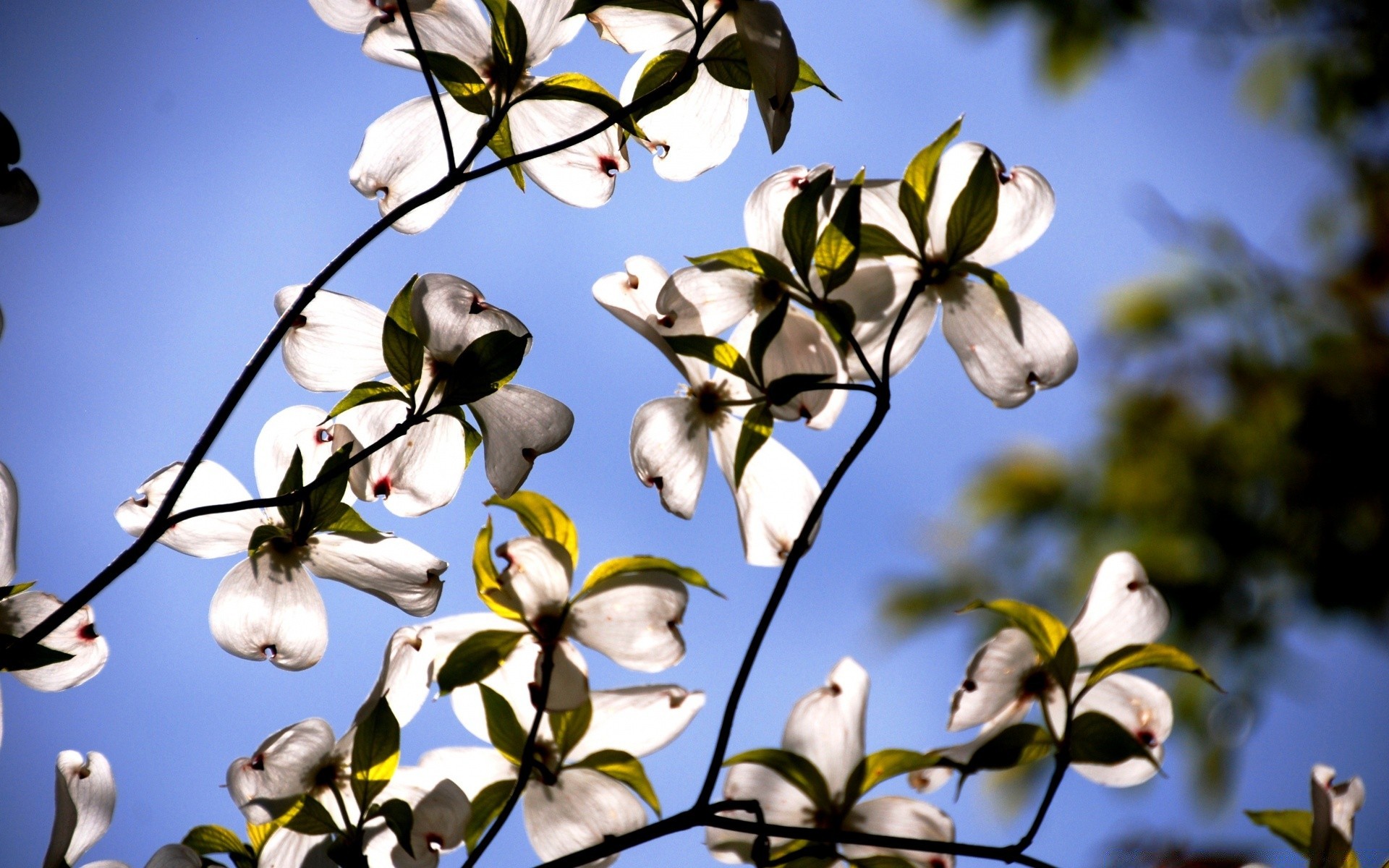 frühling blume baum natur zweig blatt flora garten im freien saison blütenblatt kirsche schön licht farbe wachstum sommer vogel blühen park