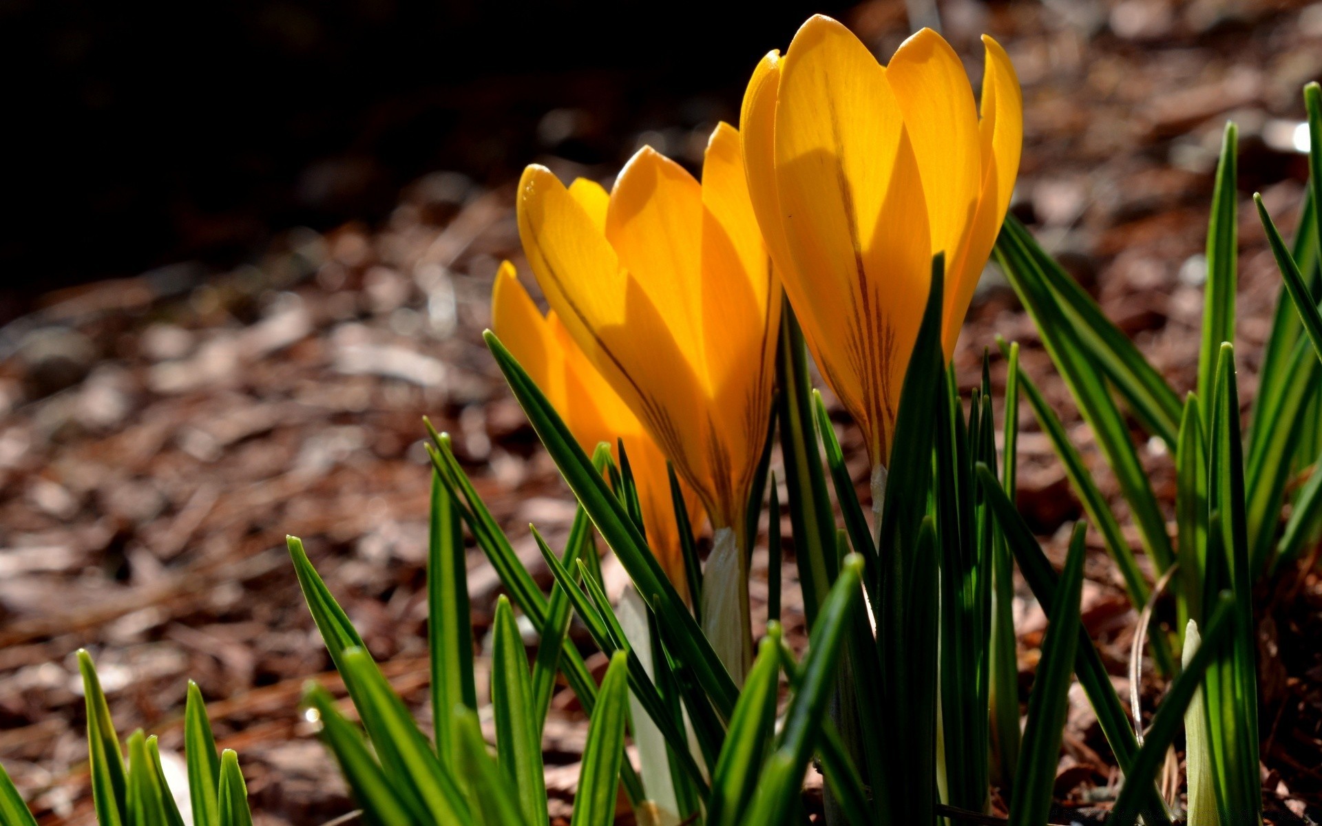 primavera natureza jardim flora folha crescimento temporada brilhante páscoa flor grama verão ao ar livre bom tempo cor pétala