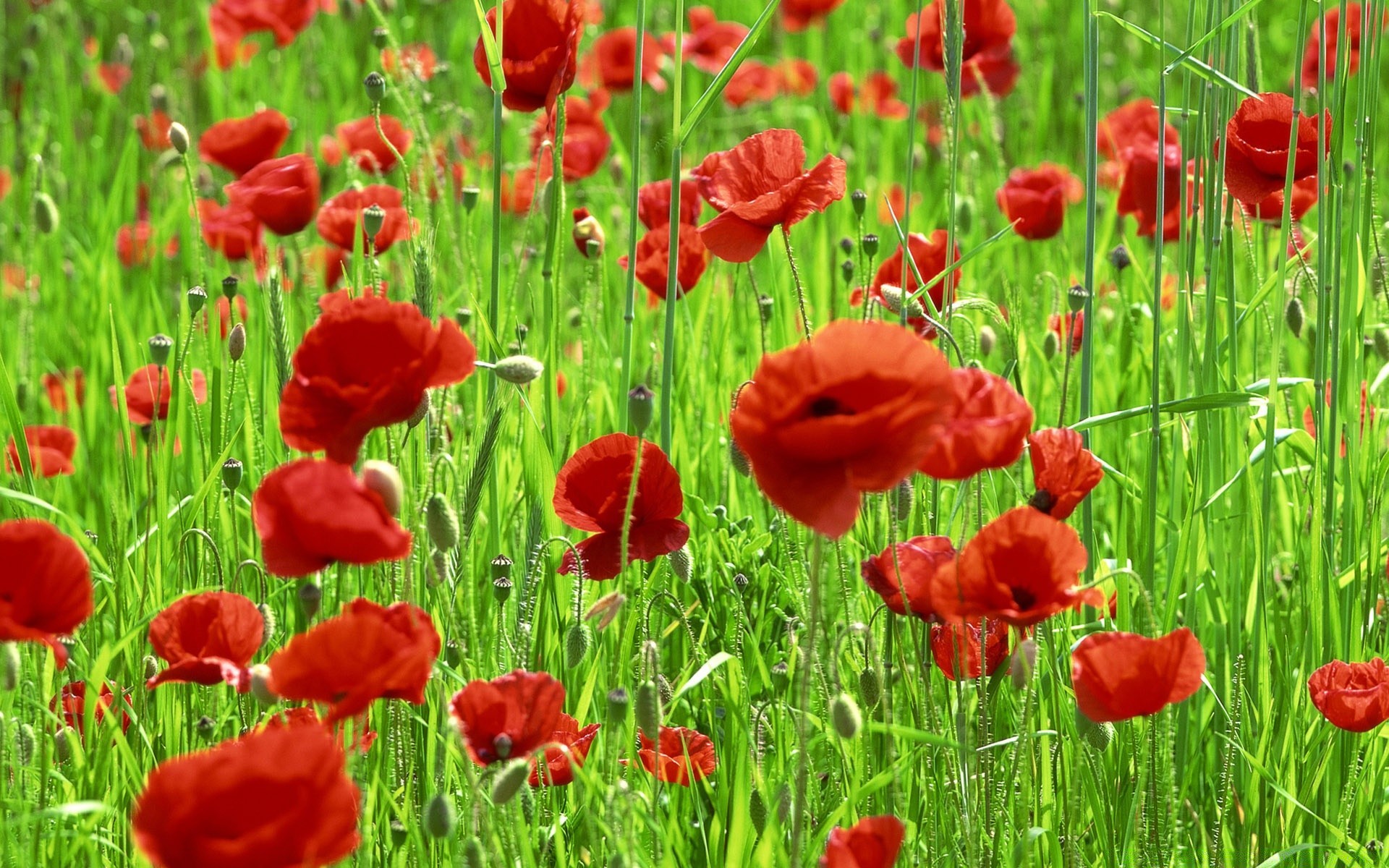 spring field flower hayfield grass flora poppy summer nature rural garden floral petal season blooming leaf vibrant growth color outdoors