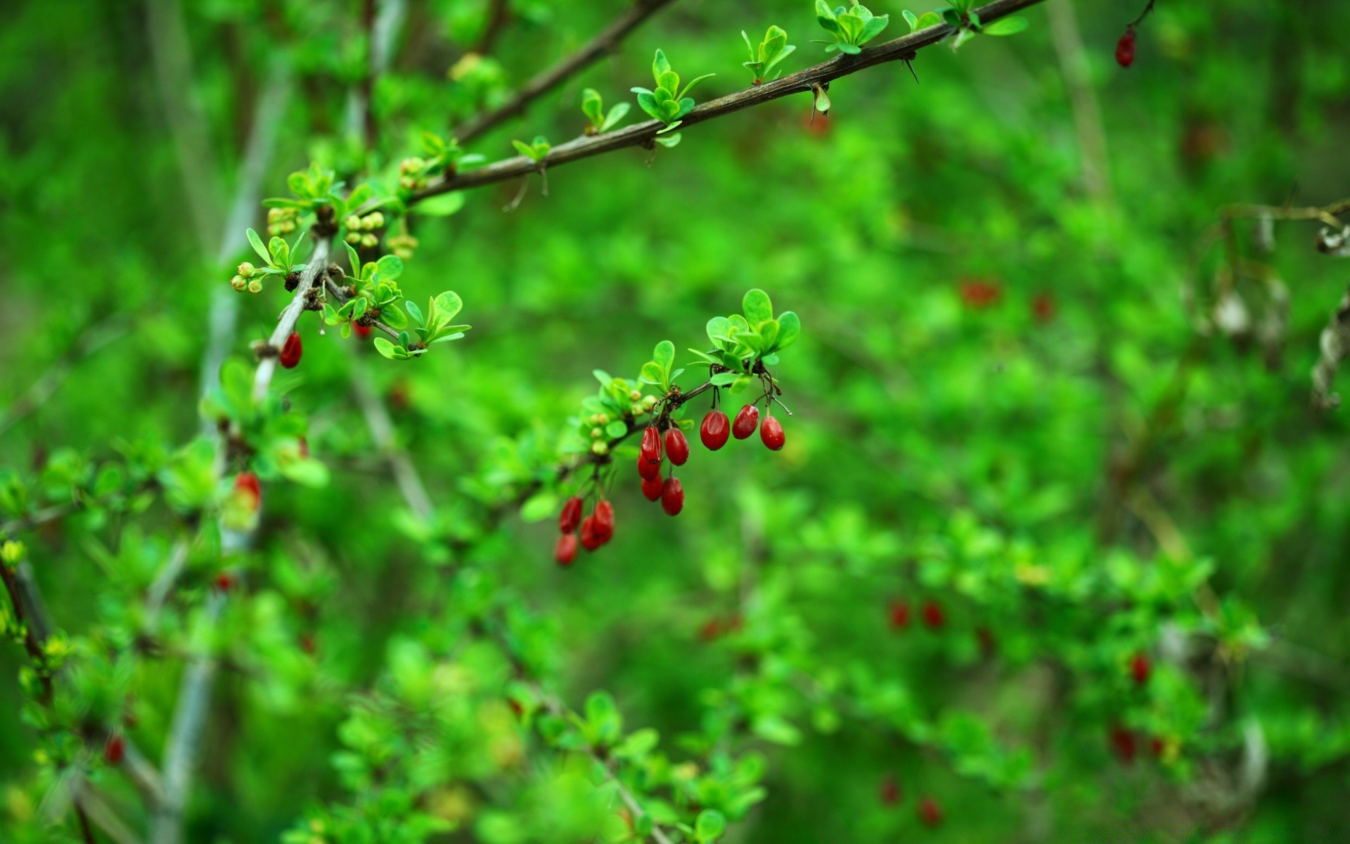 wiosna natura liść owoce flora ogród wzrost drzewo na zewnątrz lato oddział krzew jedzenie zbliżenie sezon kwiat rolnictwo kolor