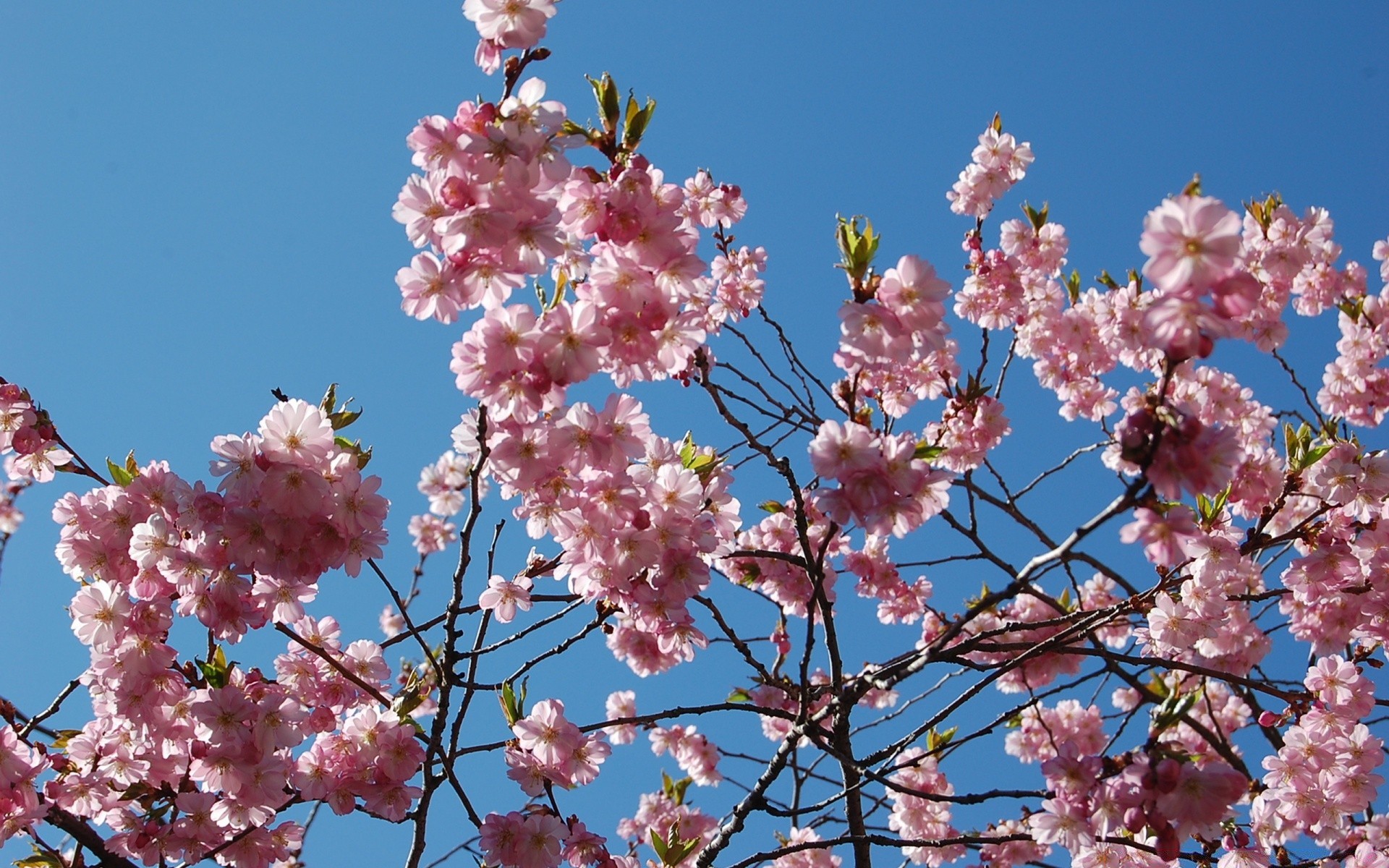 frühling blume kirsche zweig baum flora blühen blütenblatt saison natur frühling kumpel garten wachstum blumen im freien sommer blatt apfel hell