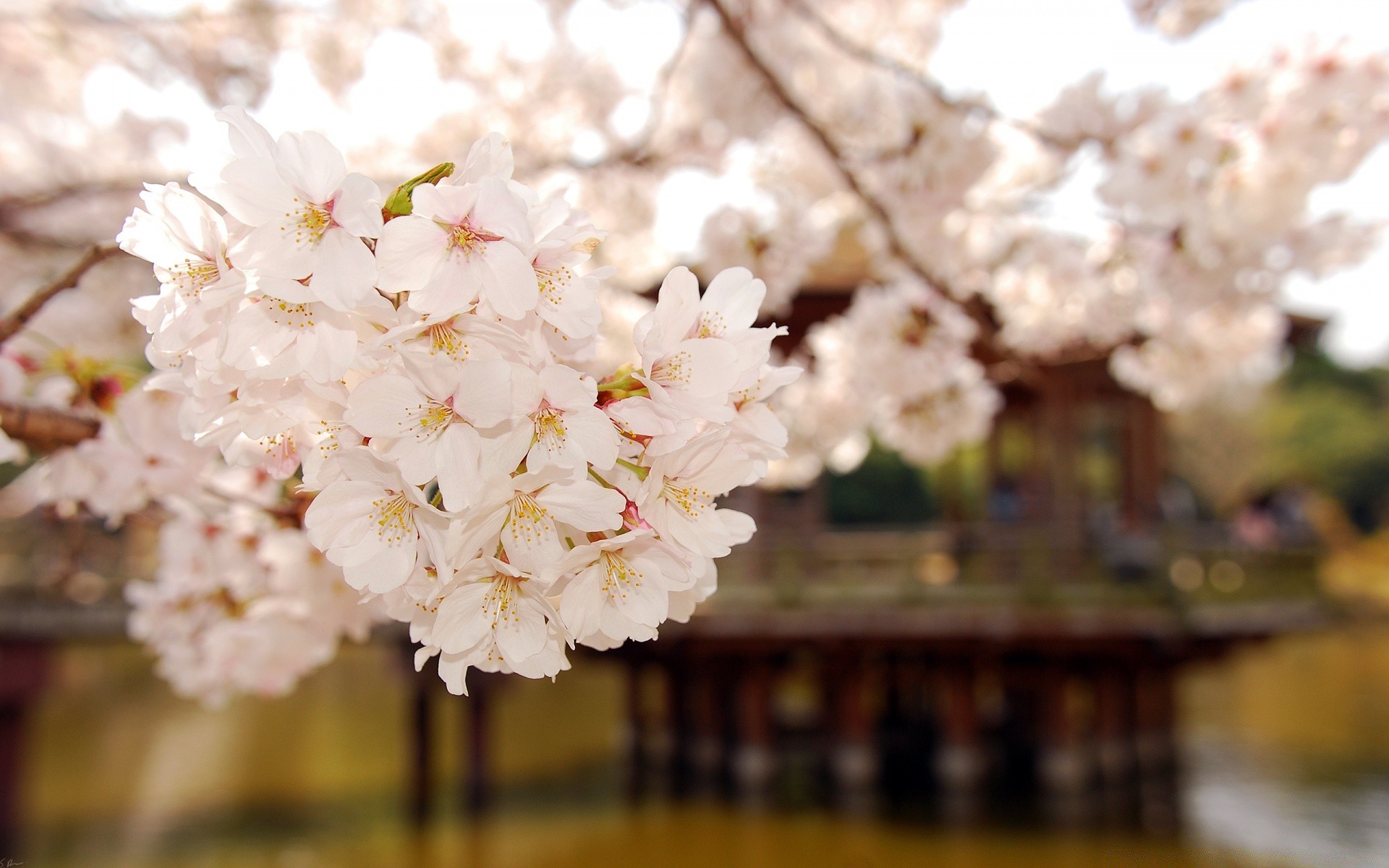 spring flower cherry nature tree flora branch garden season blooming growth leaf petal outdoors summer floral springtime bright apple bud