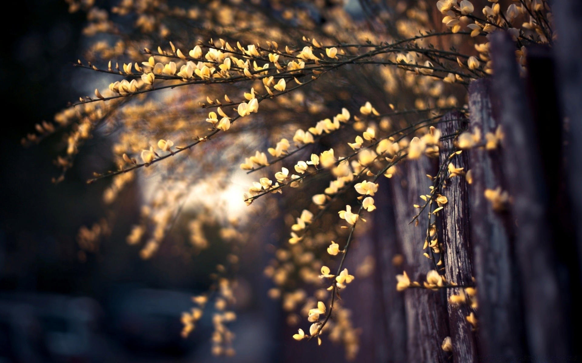 primavera naturaleza árbol al aire libre madera flora oro escritorio temporada hoja crecimiento otoño medio ambiente luz rama