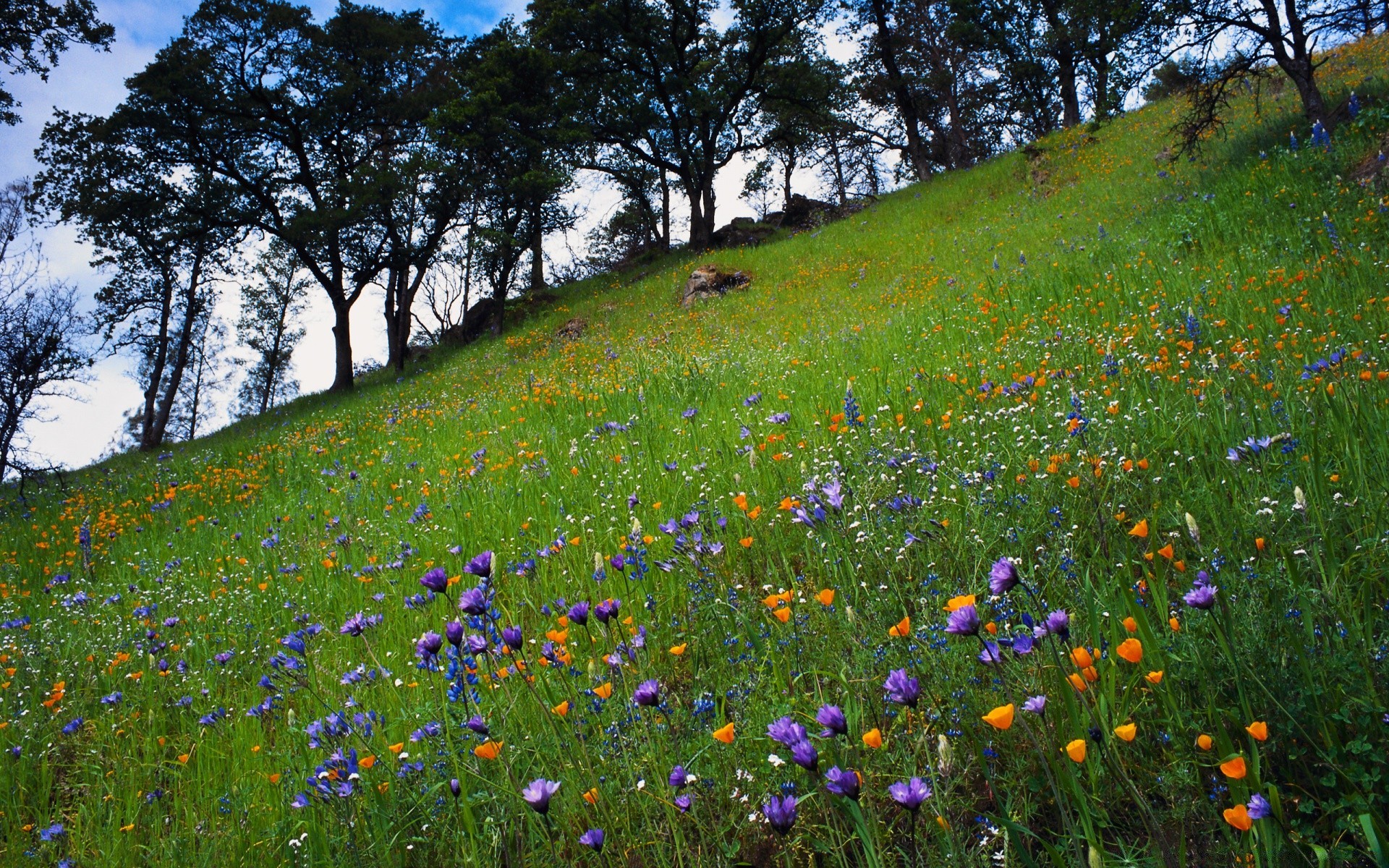 printemps fleur foin herbe paysage nature champ wildflower poppy pâturages à l extérieur été rural campagne flore arbre idylle sauvage