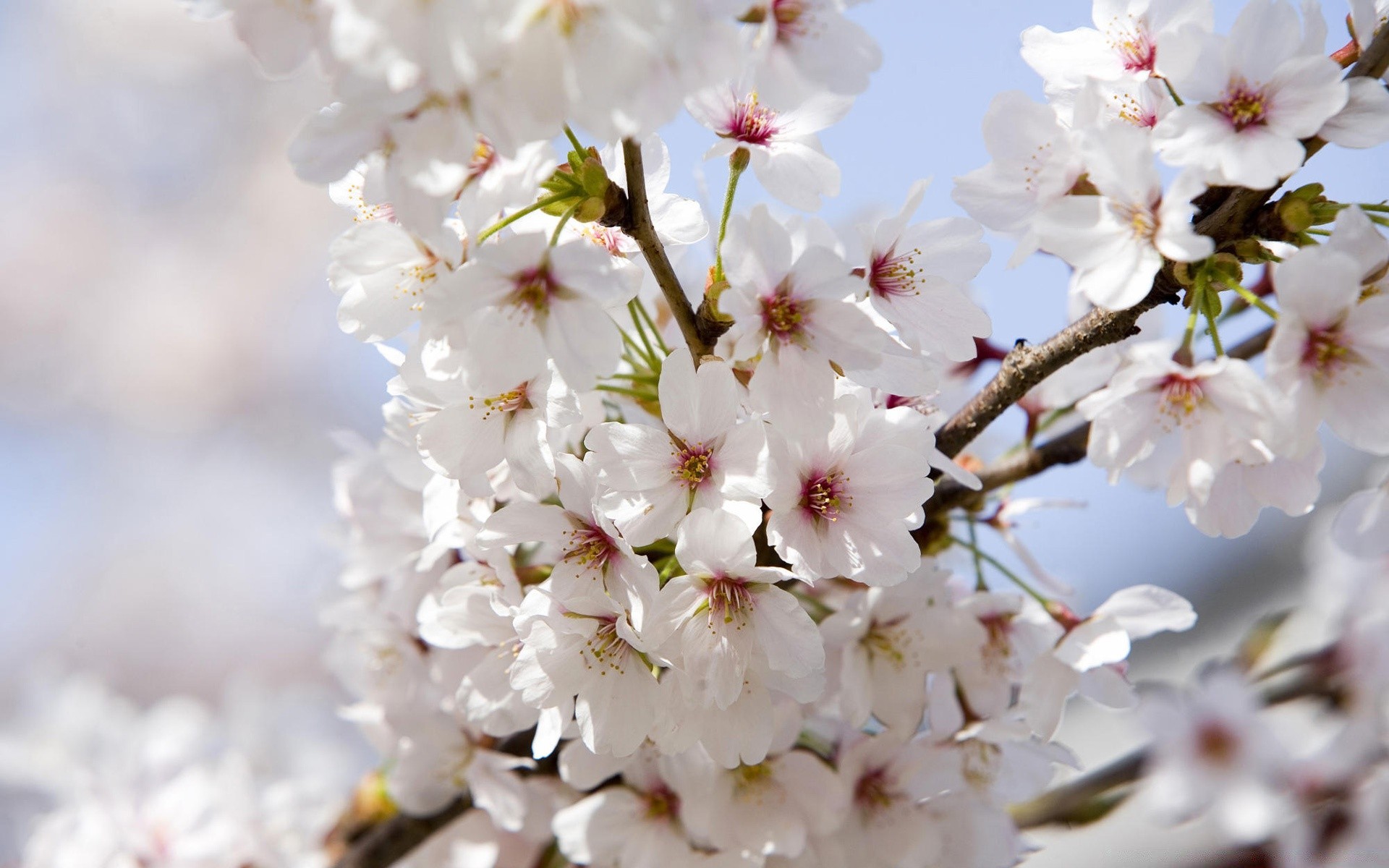 frühling blume kirsche natur zweig baum flora garten wachstum blühen blatt saison sanft kumpel blütenblatt apfel blumen hell im freien frühling