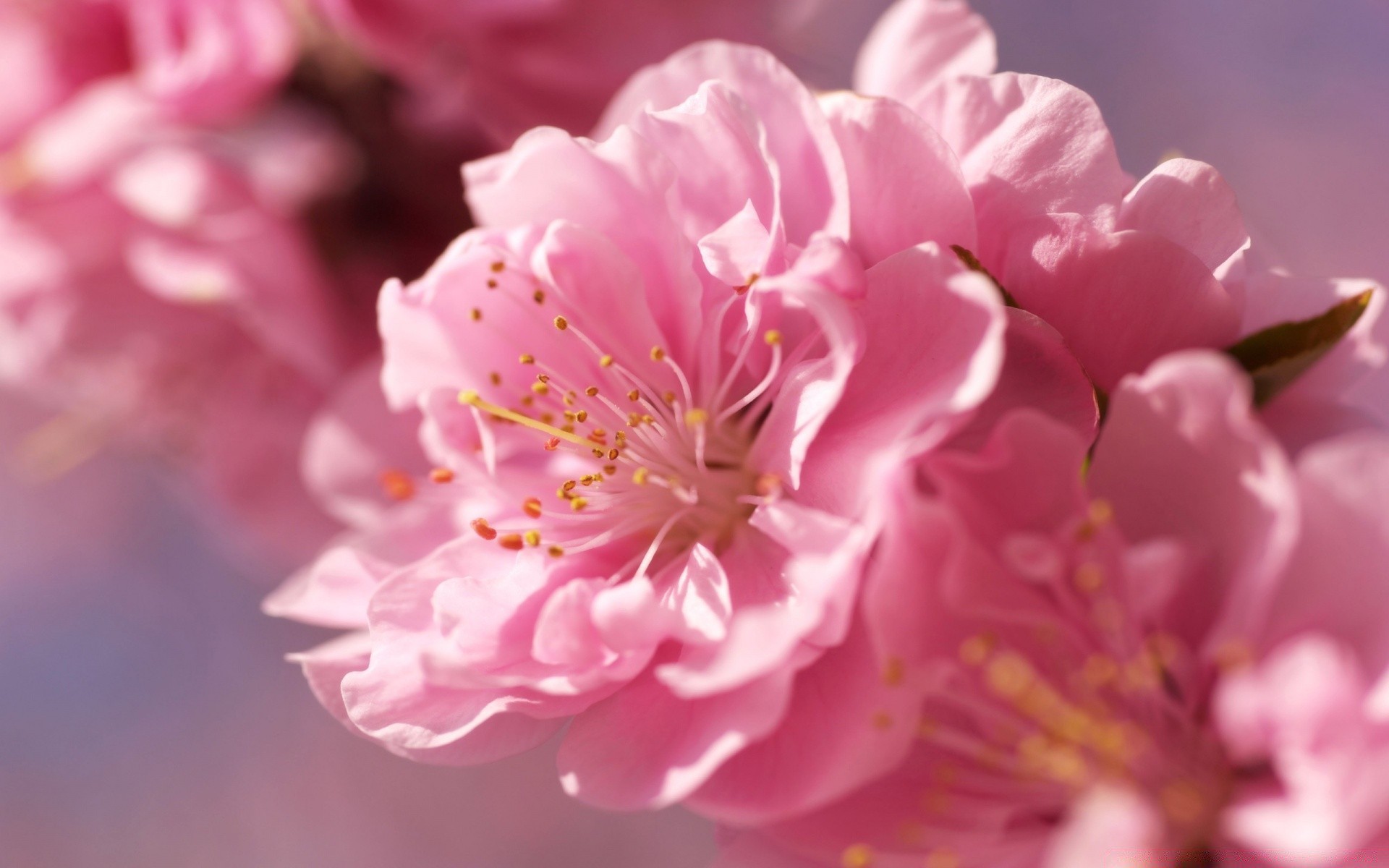 printemps fleur flore nature jardin pétale cerise feuille bluming belle floral copain branche lumineux délicat été arbre couleur croissance saison