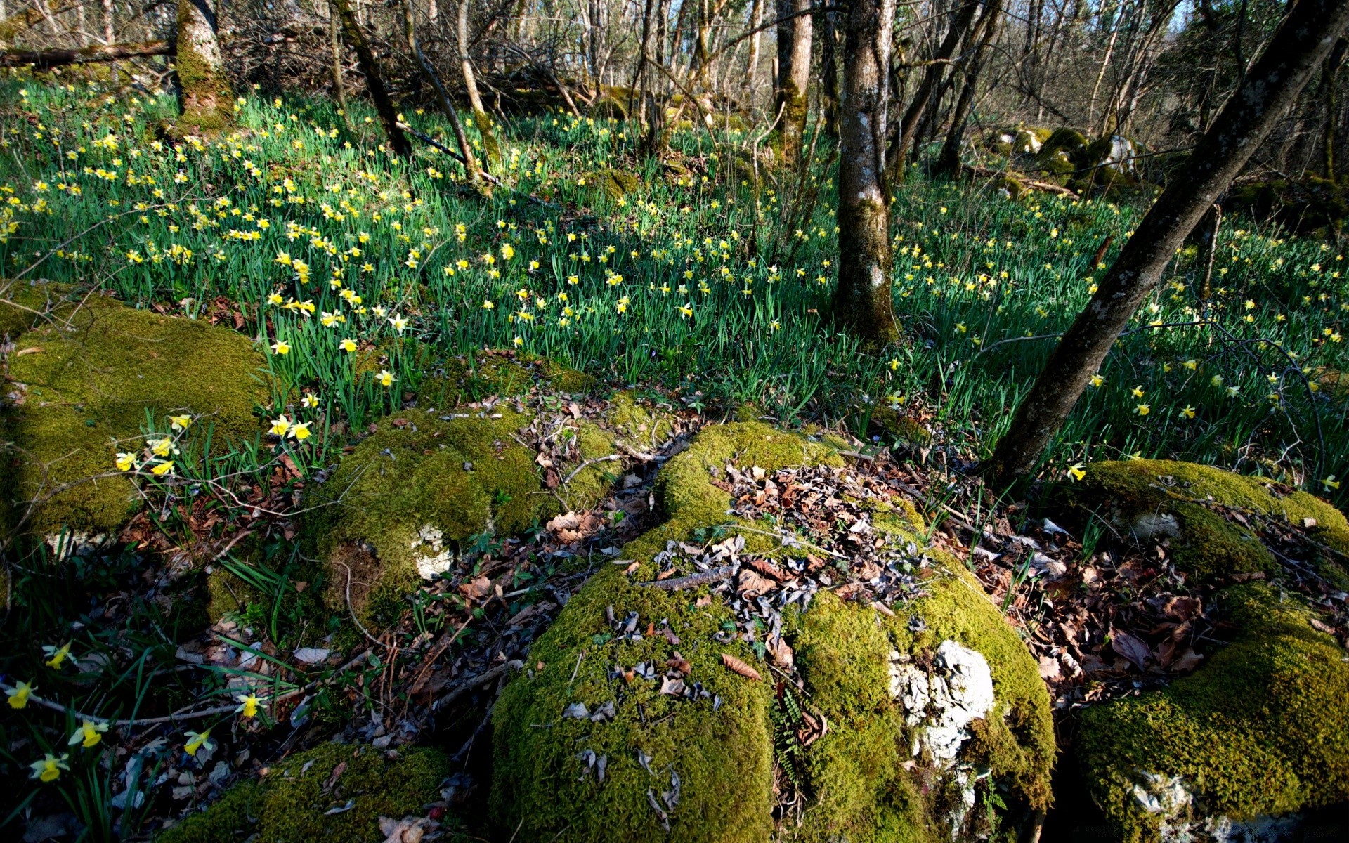 spring wood nature moss tree leaf landscape flora outdoors park grass water garden environment scenic flower season fall stone travel