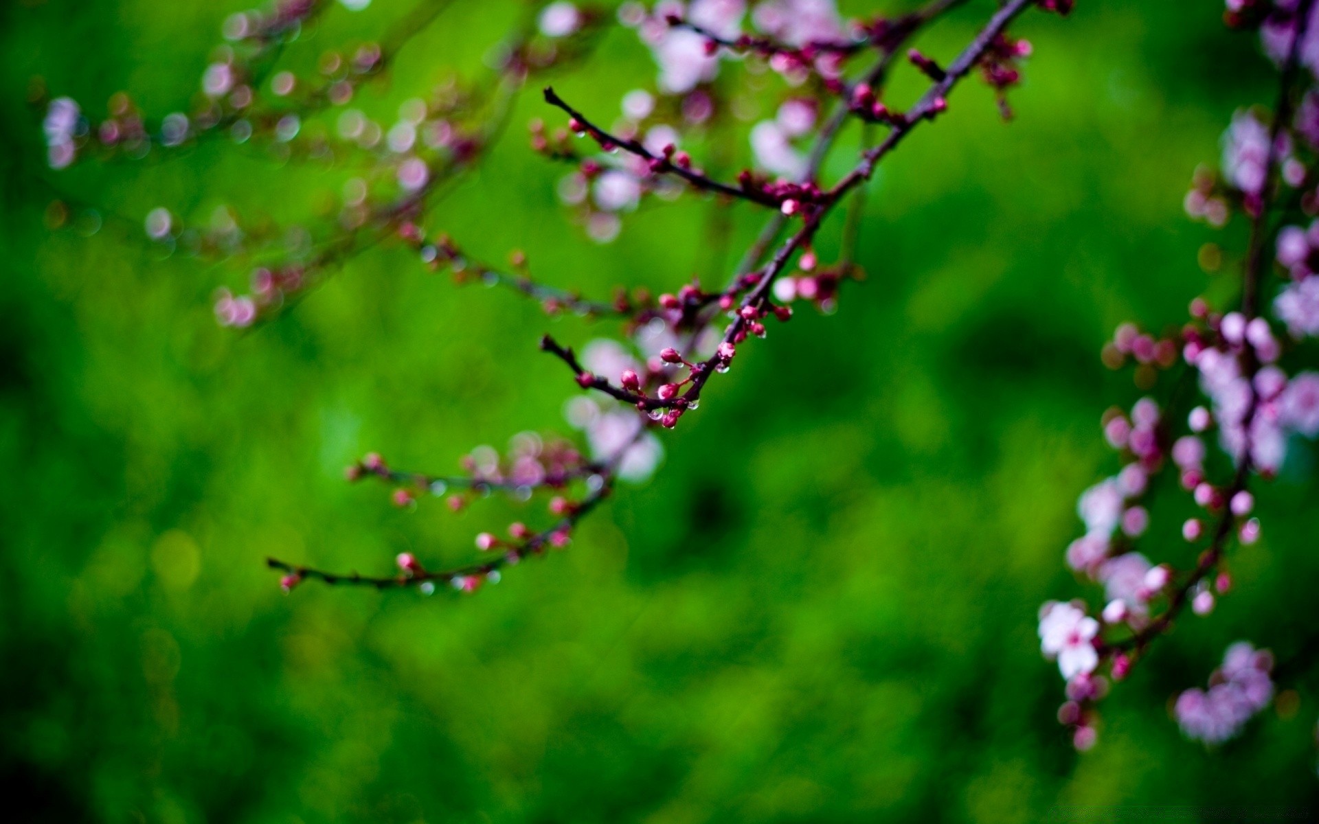 printemps fleur nature flore feuille arbre jardin couleur été croissance branche lumineux à l extérieur