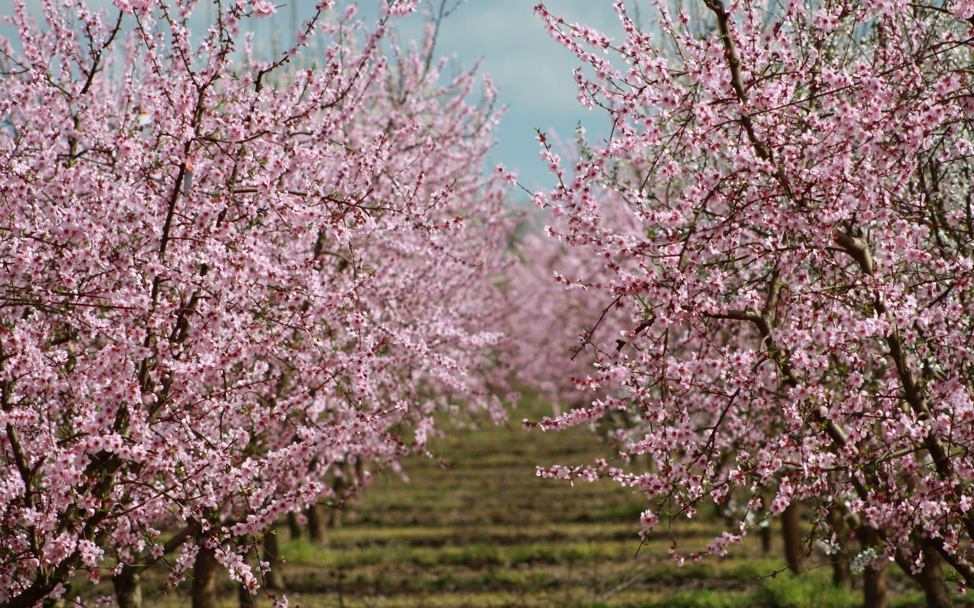 primavera ciliegio albero ramo fiore stagione primavera albero da frutto flora crescita fioritura parco natura compagno petalo prugna mela all aperto mandorla fiorito foglia