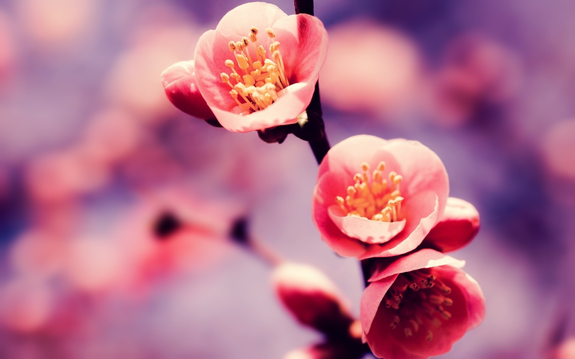 frühling natur blume unschärfe dof kirsche im freien flora blatt garten hell sommer baum