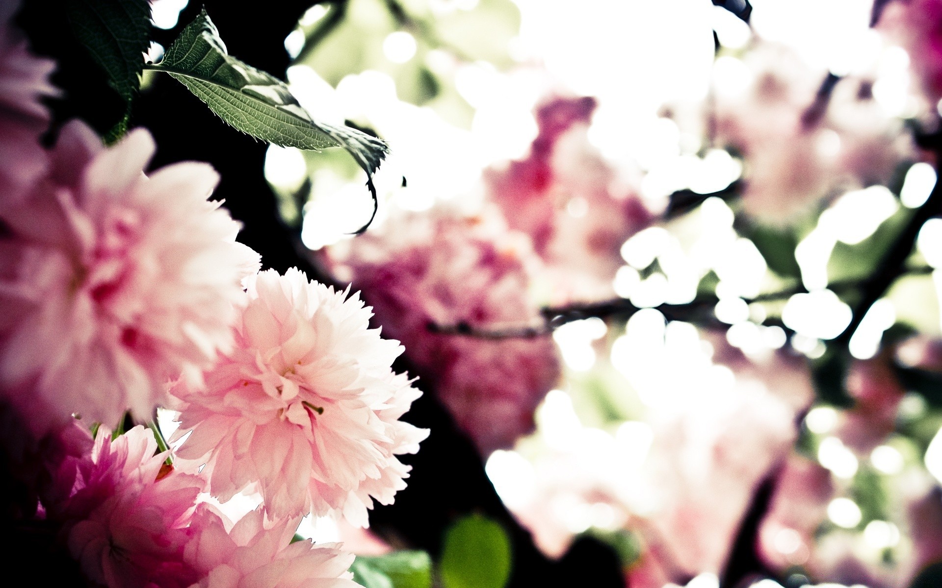 frühling blume natur flora garten blatt floral blühen blütenblatt schön farbe sommer schließen saison hell wachstum rose zweig park baum