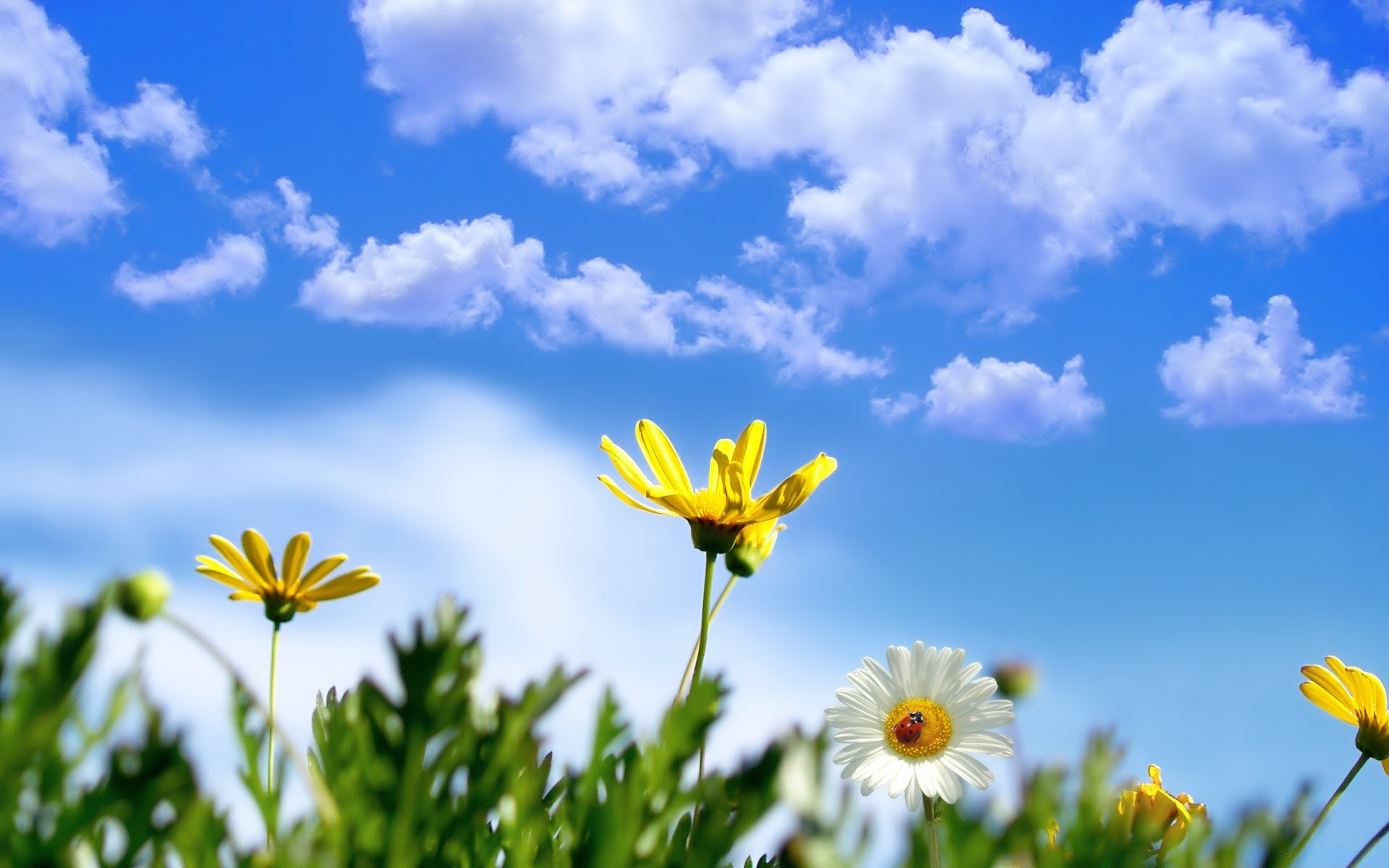 frühling natur sommer blume feld sonne gutes wetter heuhaufen wachstum flora gras kamille des ländlichen sonnig garten hell blatt ostern jahreszeit mittwoch