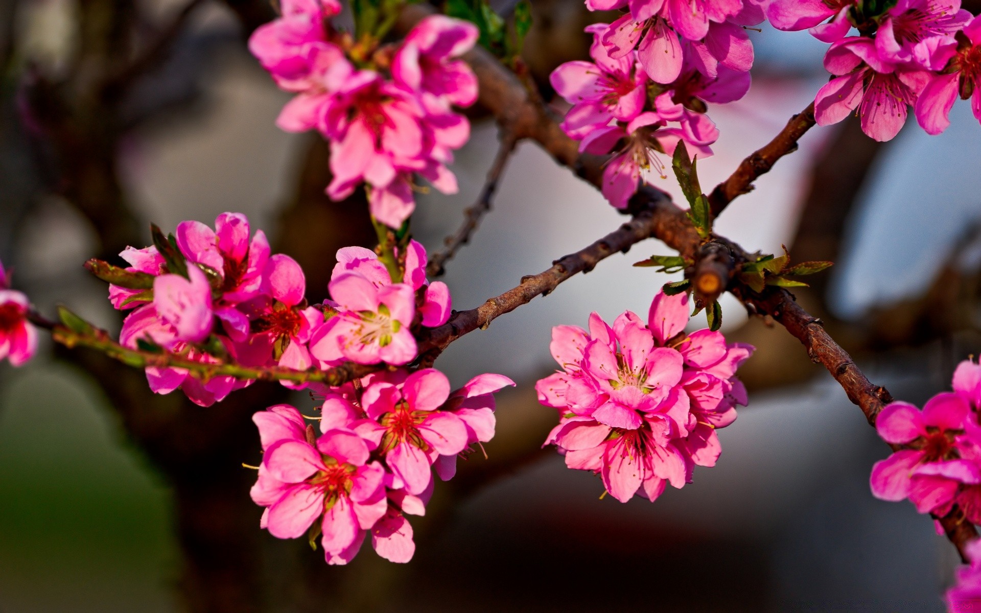 primavera fiore ramo natura flora giardino fiore petalo albero floreale stagione buddy cherry colore close-up bella foglia crescita parco luminoso