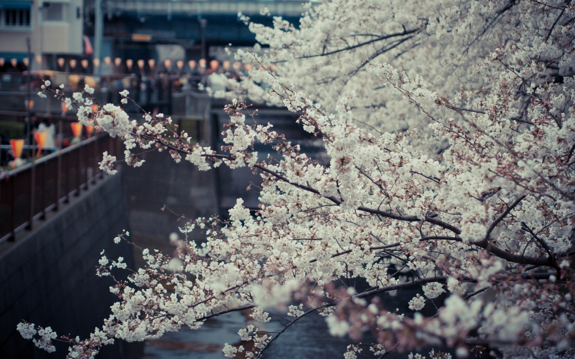 spring tree cherry flower outdoors season landscape