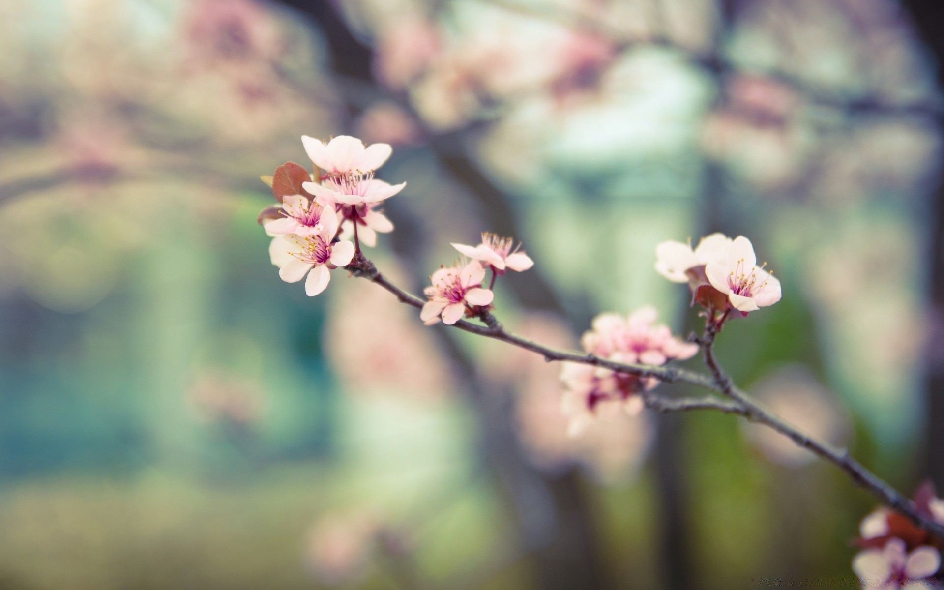 frühling blume kirsche natur zweig baum flora garten wachstum blatt apfel blühen im freien kumpel saison blütenblatt sommer park hell blumen