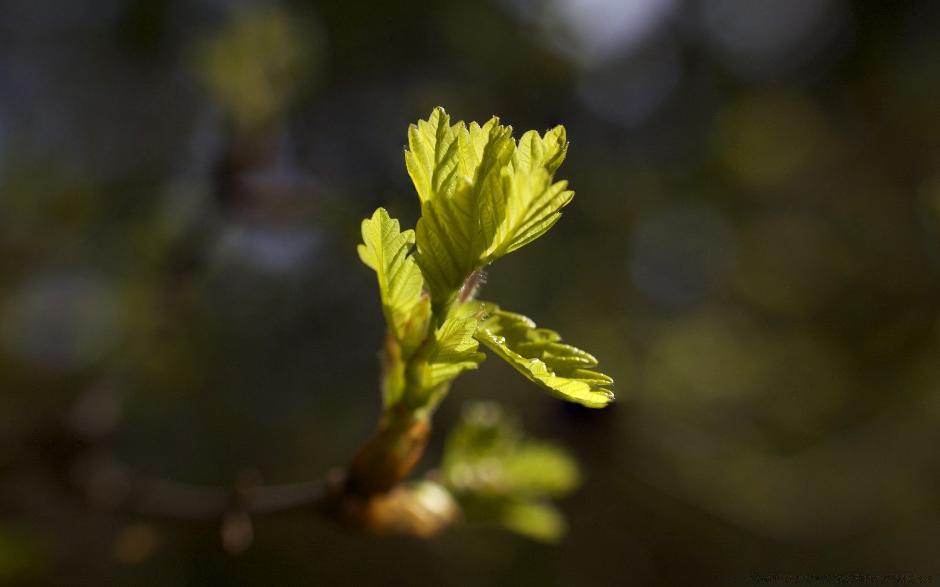 spring nature leaf flower flora outdoors tree growth blur branch garden fair weather sun summer