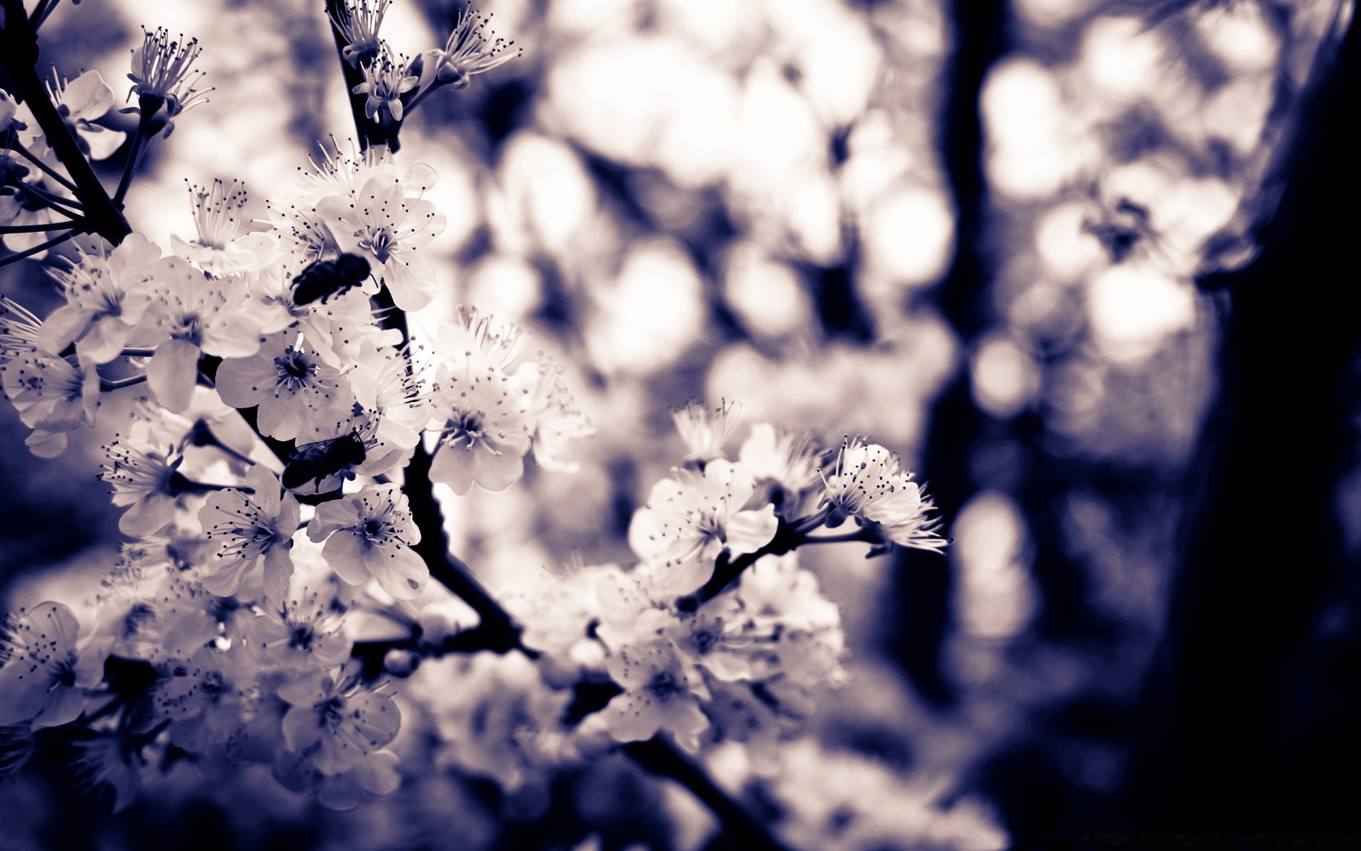 frühling blume baum zweig natur saison kirsche flora blatt farbe