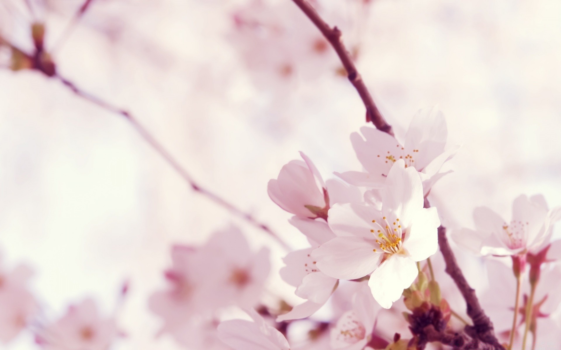 frühling blume kirsche natur zweig flora baum garten unschärfe blatt wachstum sommer hell farbe kumpel im freien blütenblatt saison blühen zart