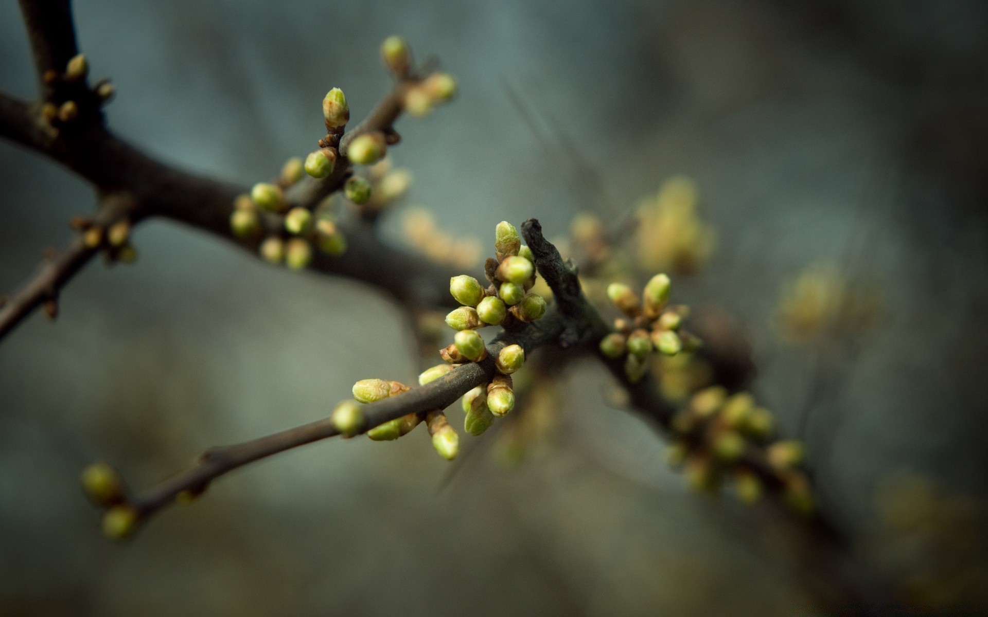 printemps arbre branche fleur nature feuille à l extérieur flore flou fruits copain croissance hiver automne lumière jardin