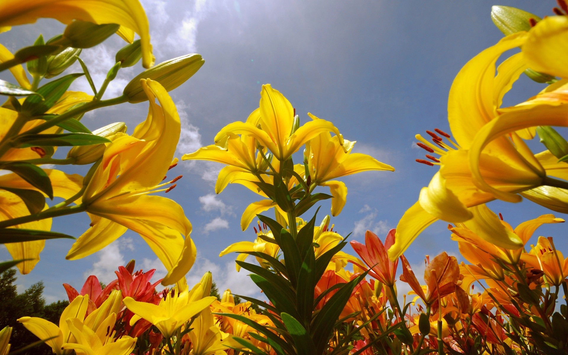 spring nature leaf flower flora summer bright garden color beautiful floral fair weather outdoors sun blooming growth season