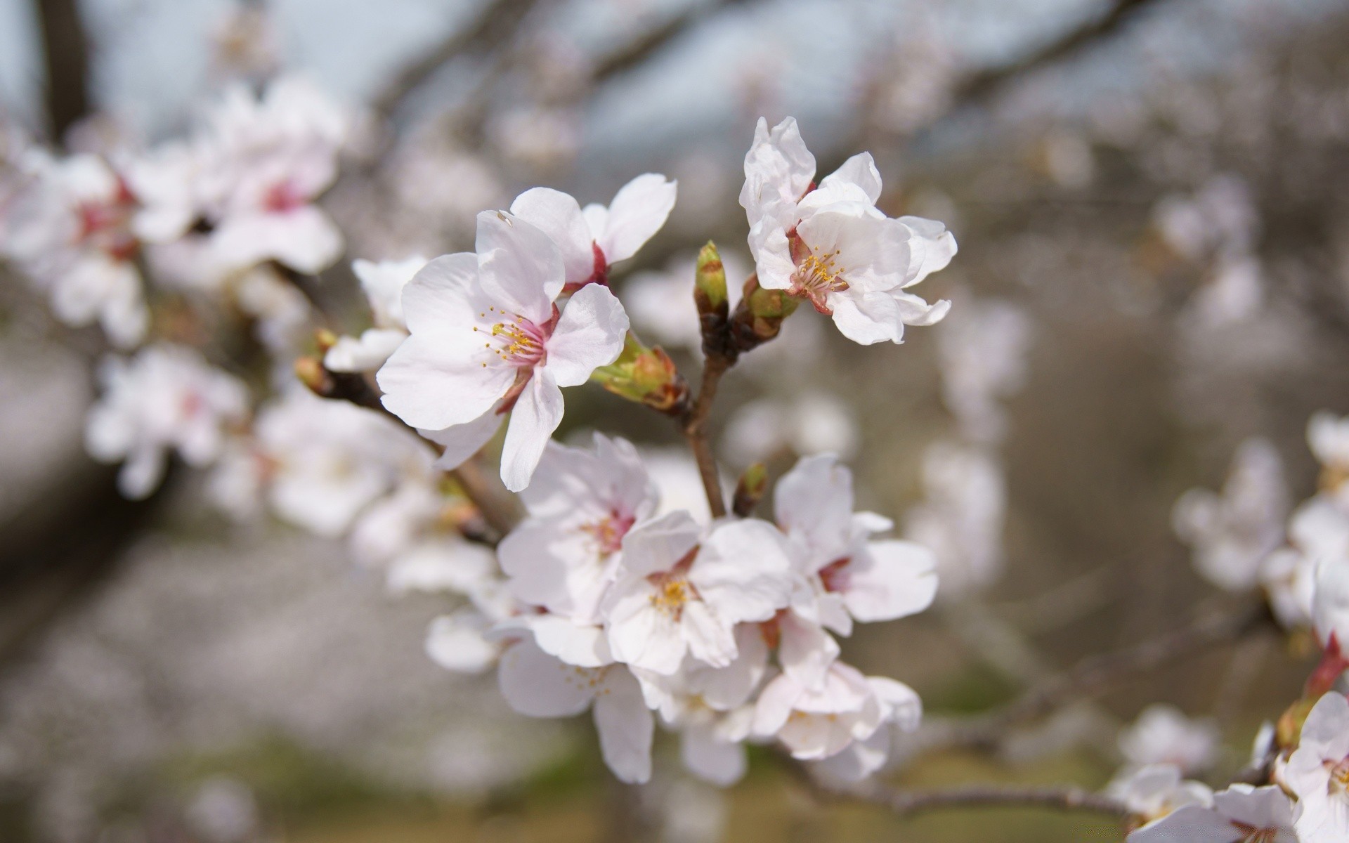 wiosna kwiat wiśnia oddział drzewo natura flora sezon bluming ogród jabłko kolego płatek liść wzrost wiosna plum kwiat na zewnątrz park