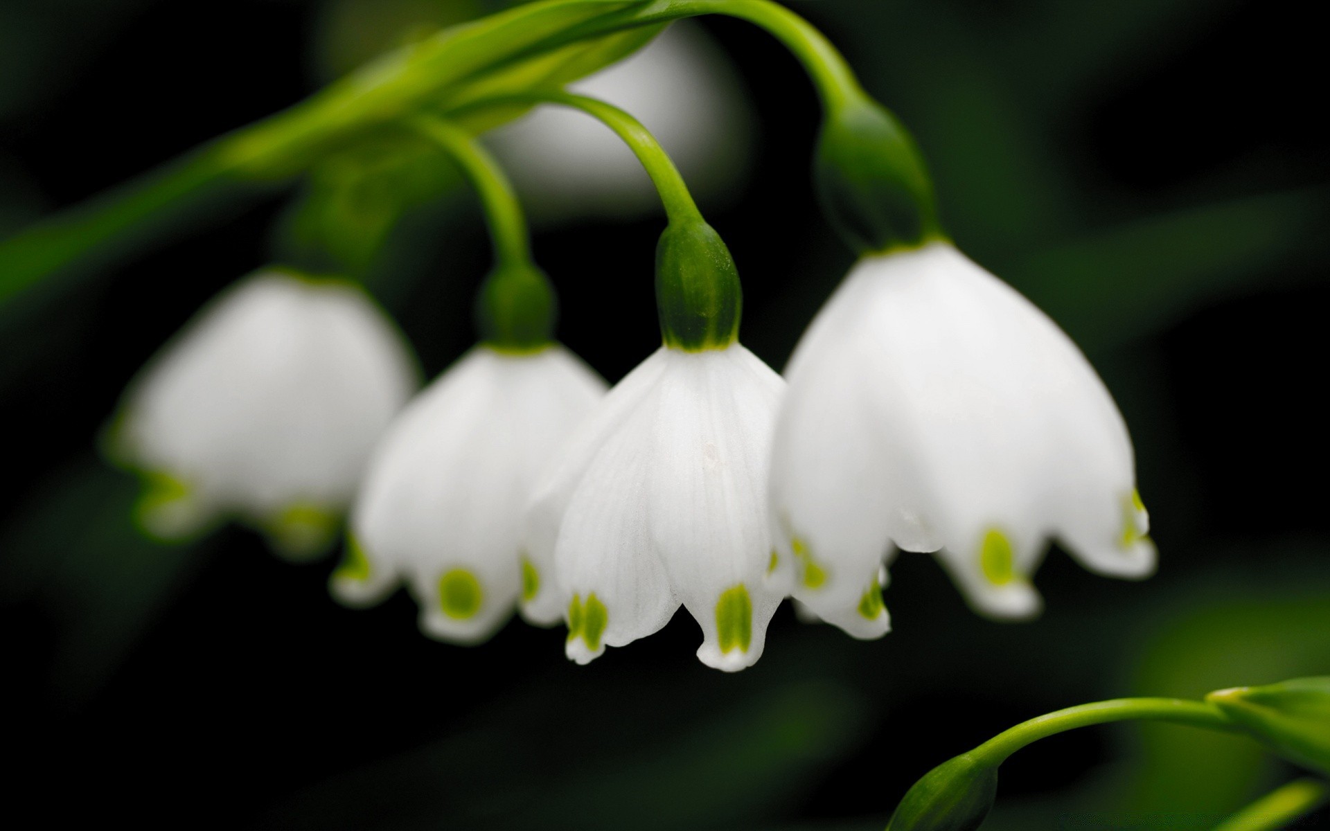 spring nature flower leaf garden flora outdoors park growth