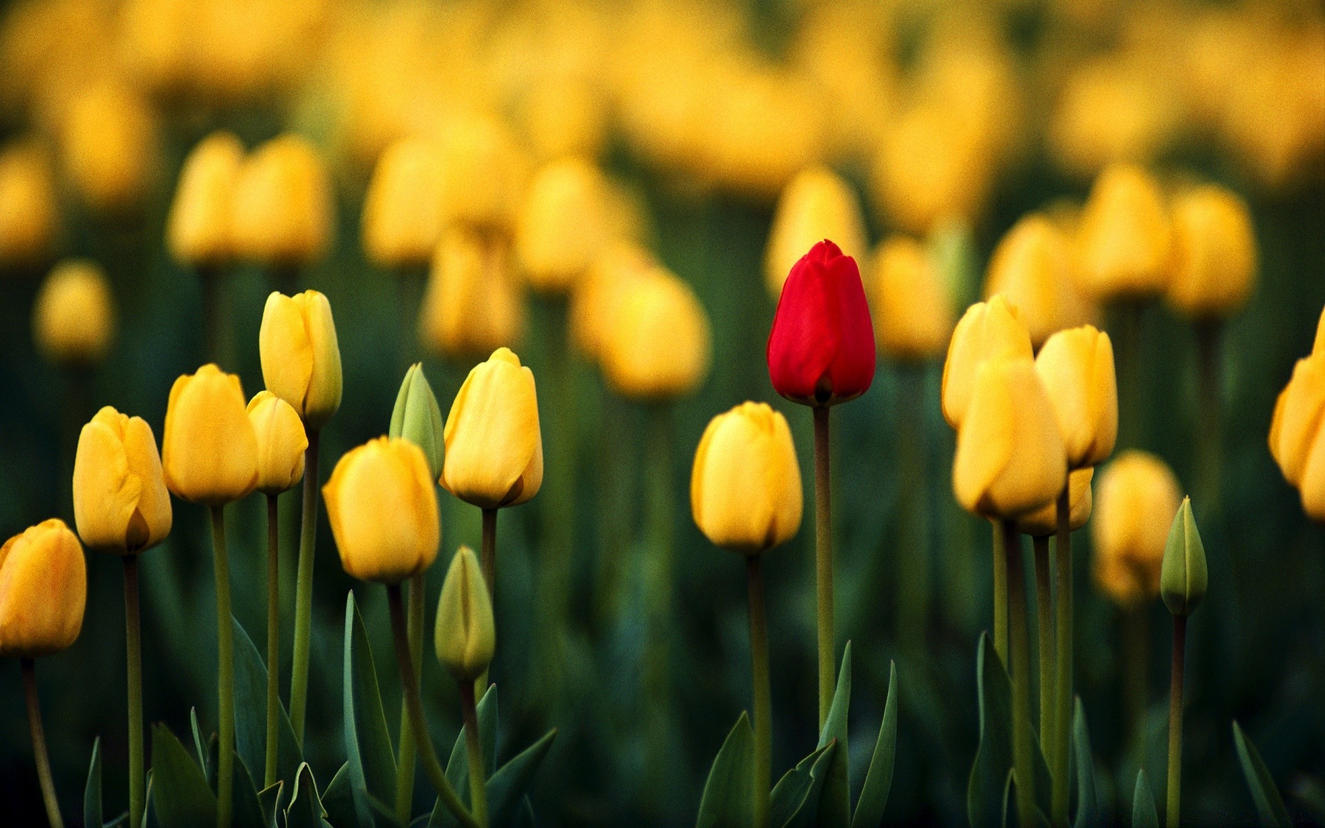 spring tulip nature flower garden flora leaf easter floral bright field summer growth color season grass petal fair weather blooming outdoors