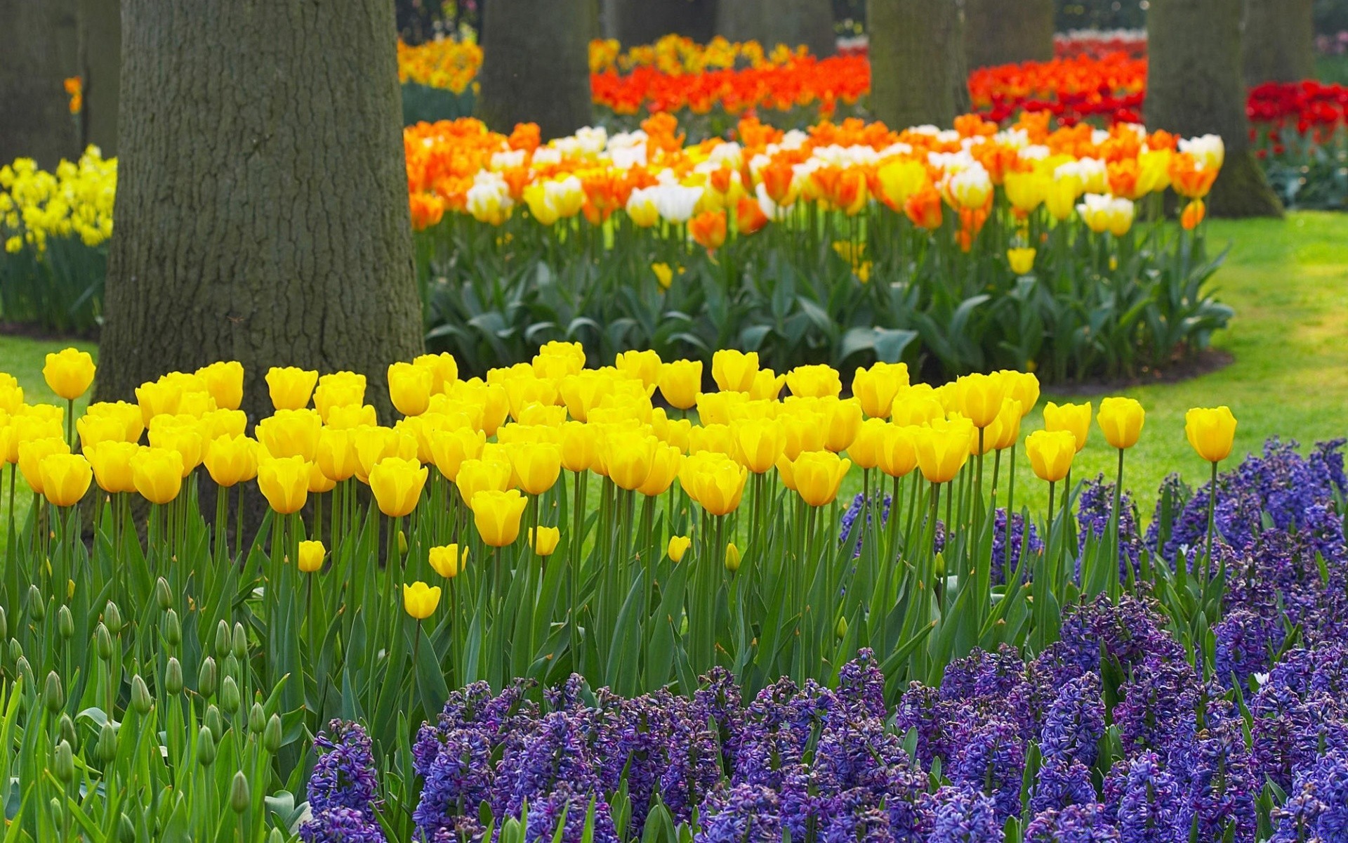 bahar çiçek bahçe lale flora çiçek çiçek açan doğa petal yaprak lambalar alan çimen yaz renk park sezon açık havada büyüme nergis