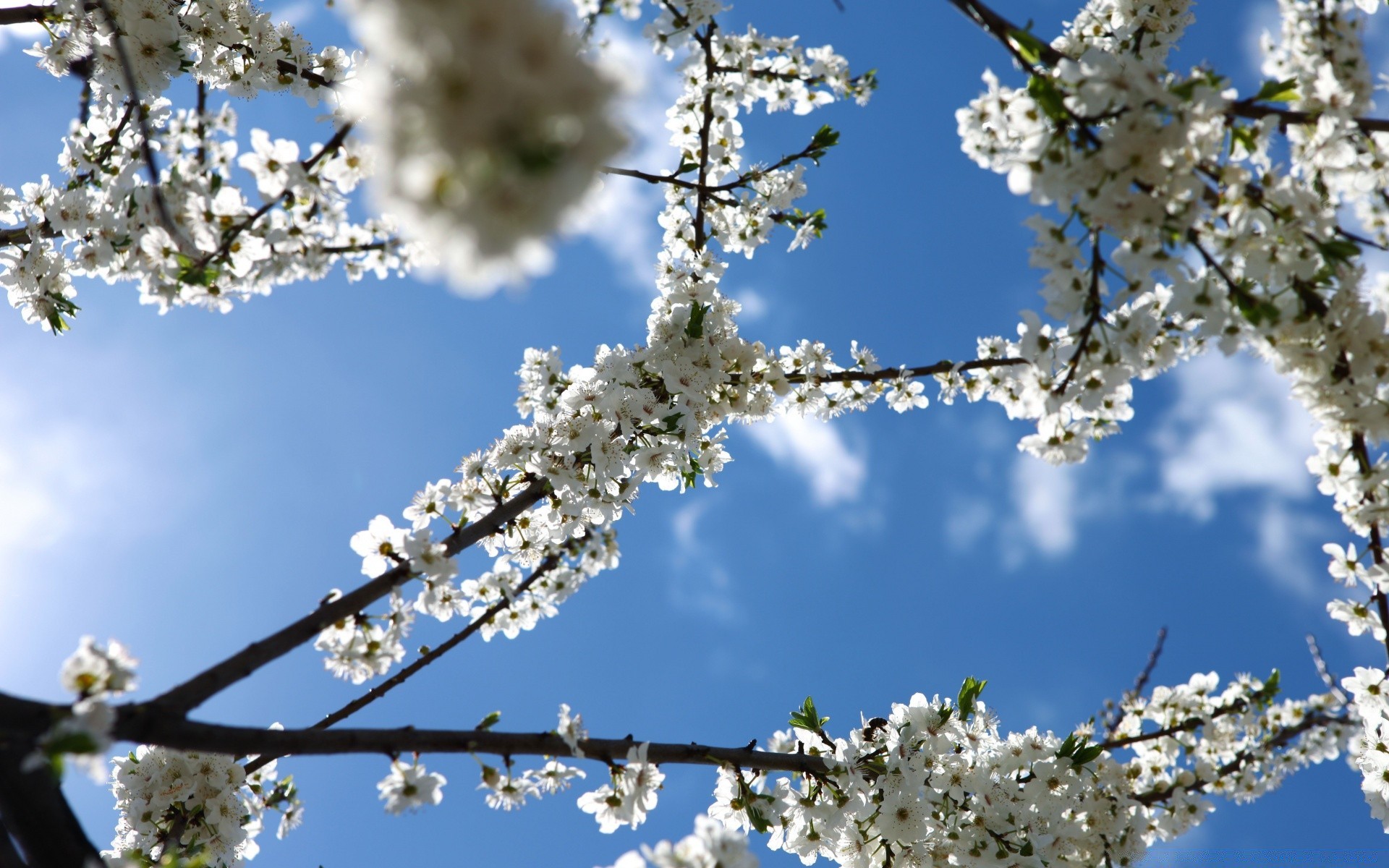 primavera cereja árvore ramo flor maçã temporada amigo ameixa damasco natureza primavera blooming flora árvore de fruto pétala ensolarado brilhante ao ar livre céu azul amêndoa